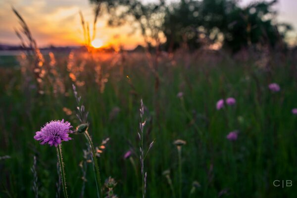 Incroyablement belles fleurs dans le champ et coucher de soleil