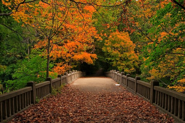 Un paseo por el puente de Chere Autumn Park y una hermosa vista de las hojas que caen