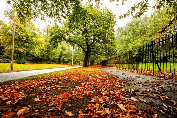 A walk through the autumn park, surrounded by colorful trees and fallen leaves