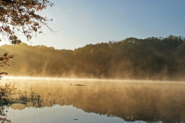 Niebla de la mañana sobre el lago