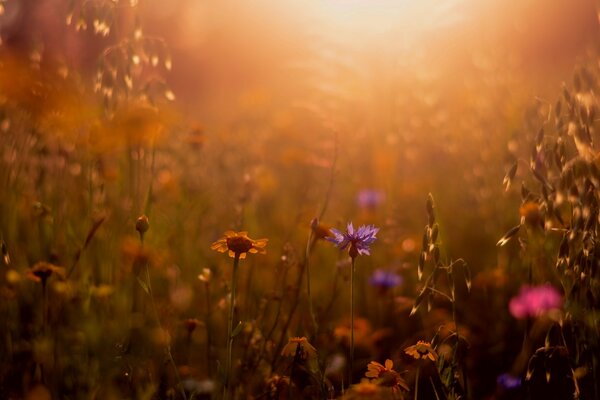 Flores silvestres al sol