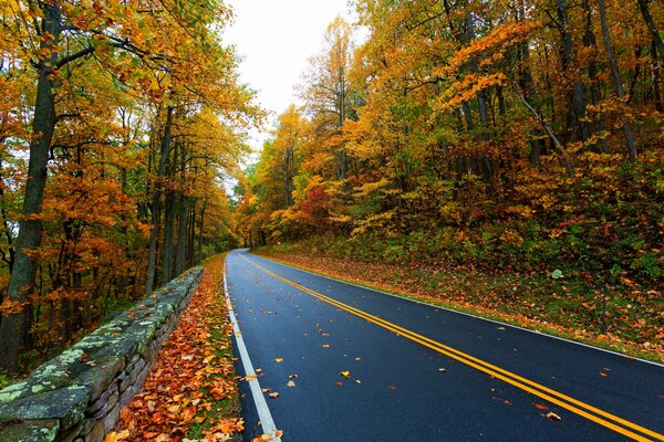 Straße vor dem Hintergrund der Herbstbäume
