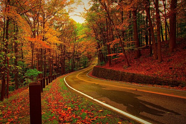 Camino al bosque de otoño