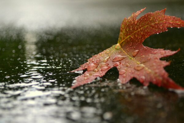 Einsames ahornrotes Blatt auf Asphalt im Regen