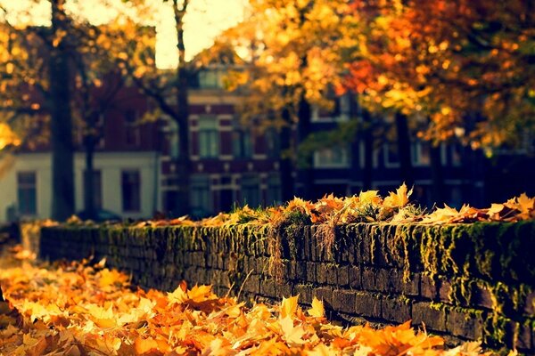 Autumn has descended on the streets of the city, painting the leaf in yellow and orange tones