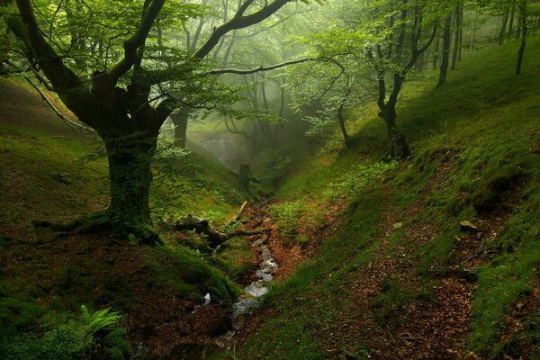 A ravine in a green forest