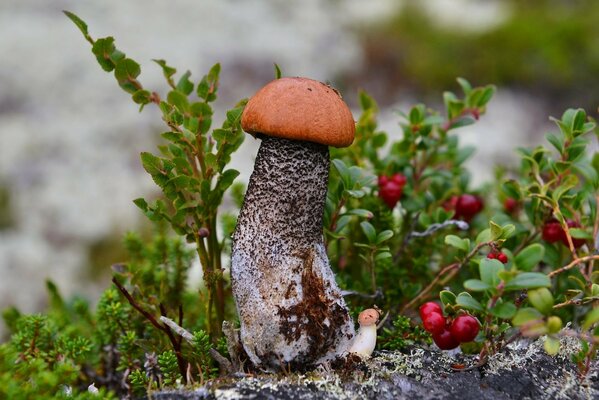 Ein großer roter Kopf, rechts davon sehr klein neben Büschen mit roten Beeren aus Preiselbeeren auf einem verschwommenen Hintergrund