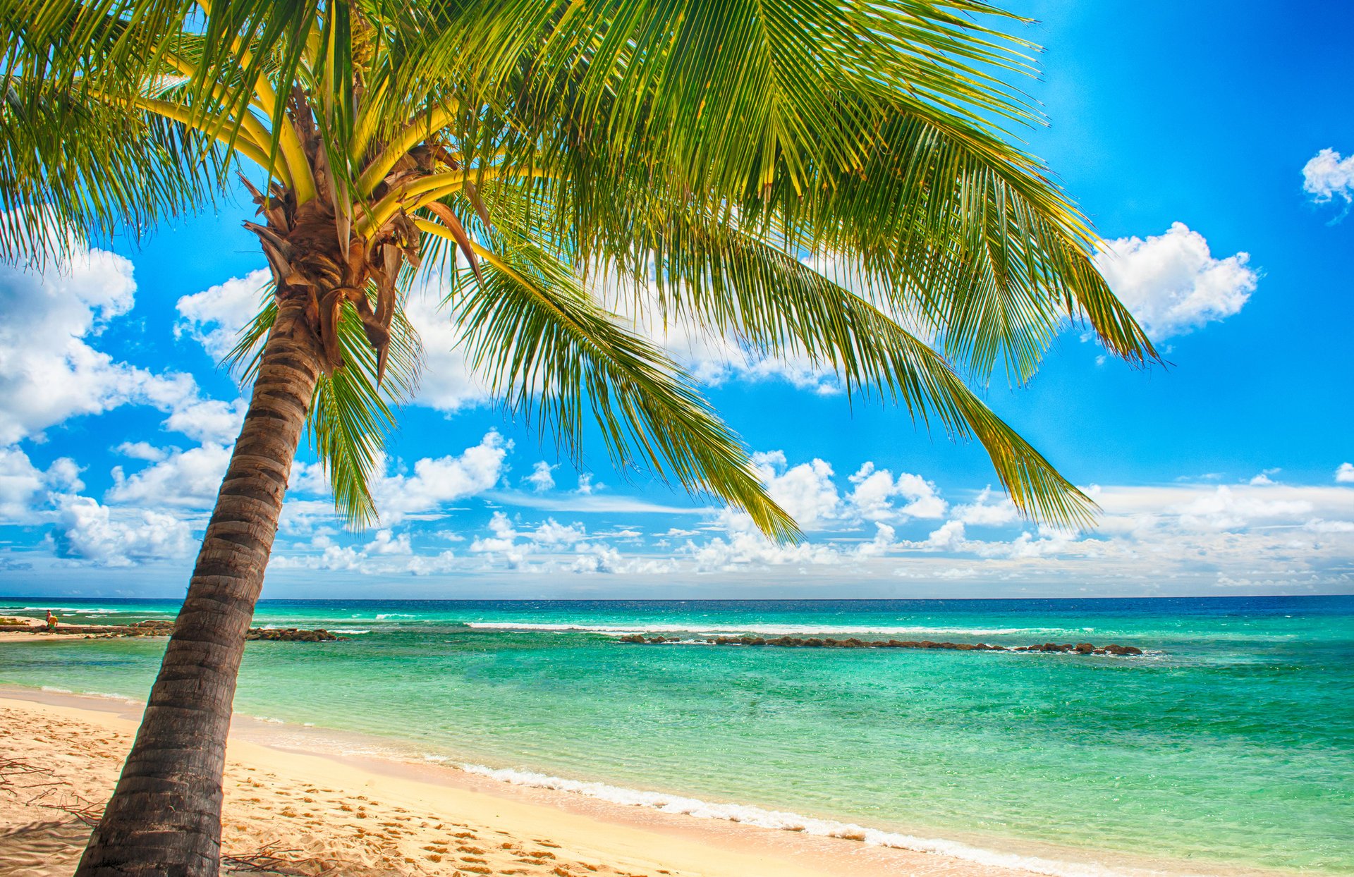 tropical paradise beach palms sea ocean sunshine summer vacation palm tropics sand