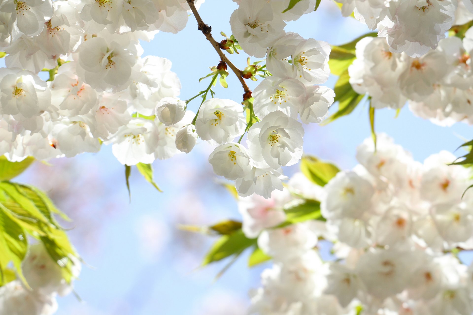 printemps fleurs pétales sakura branches feuilles floraison