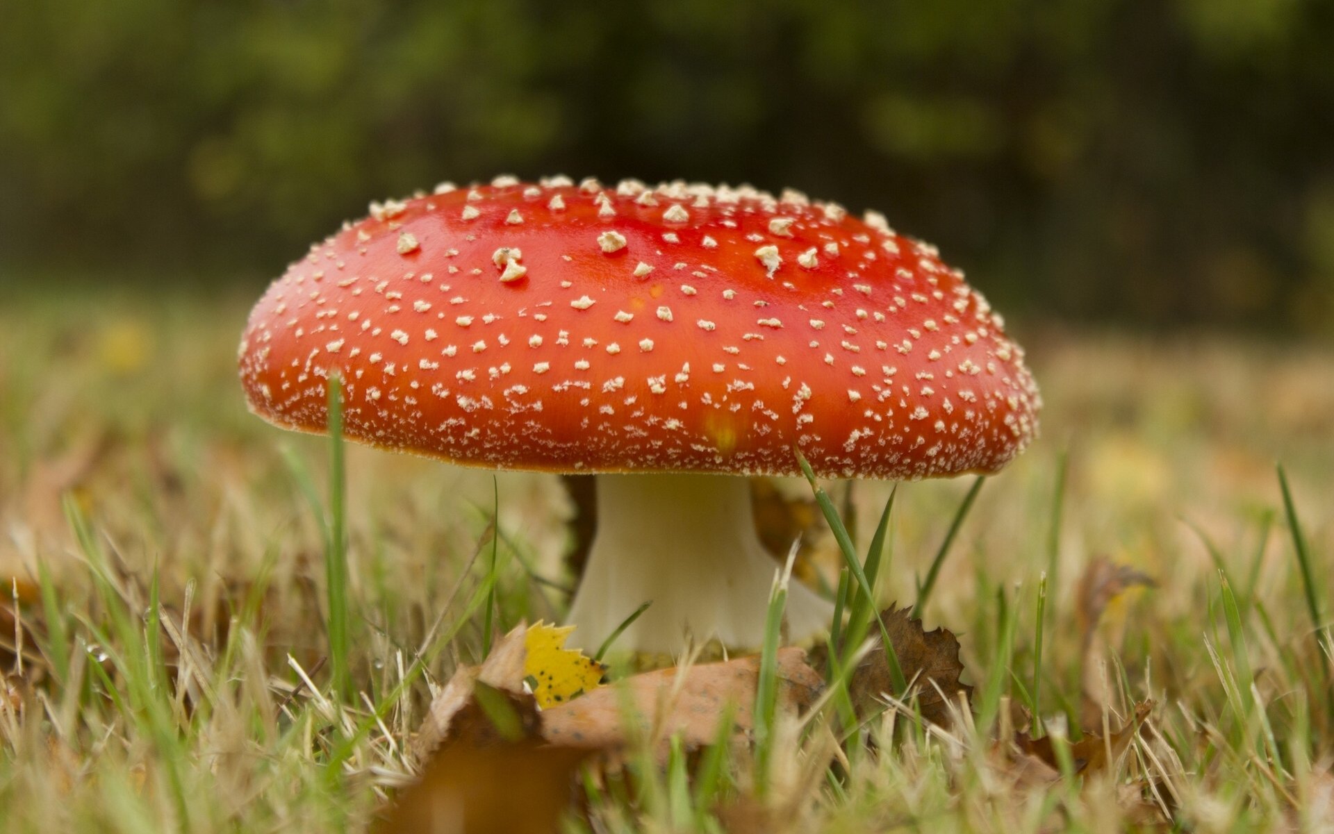 champignon agaric gros plan herbe