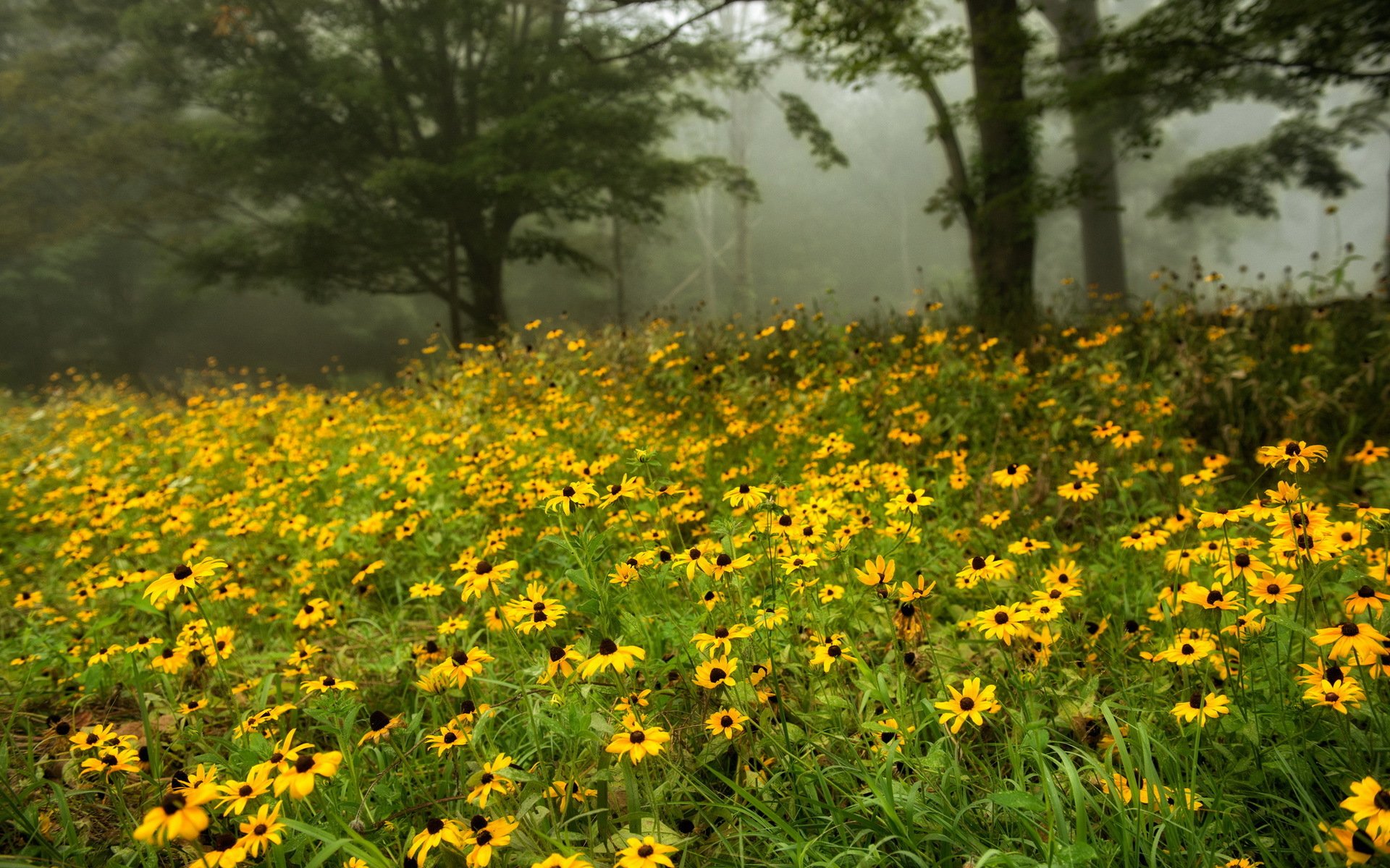 fleurs été nature