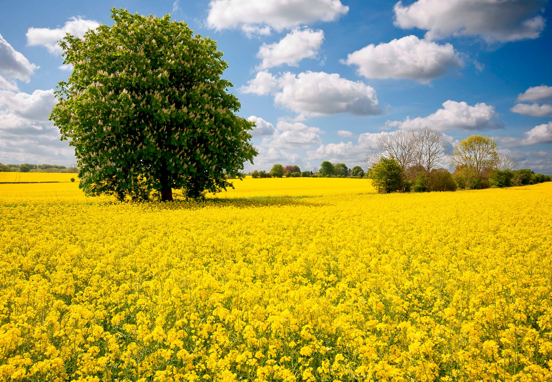 ciel nuages champ pré fleurs arbre châtaignier