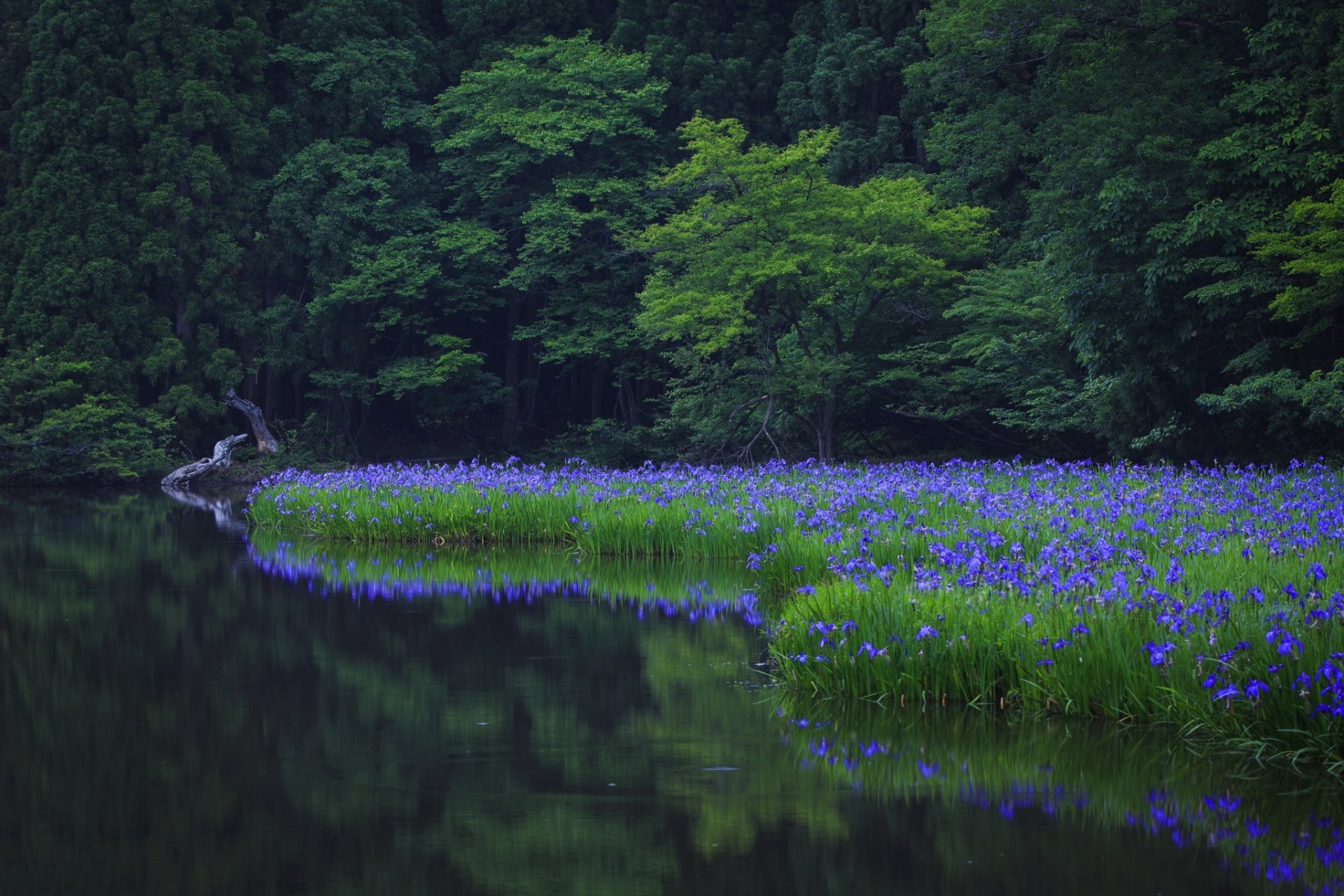 nature tree trees green park water reflection grass flowers flower