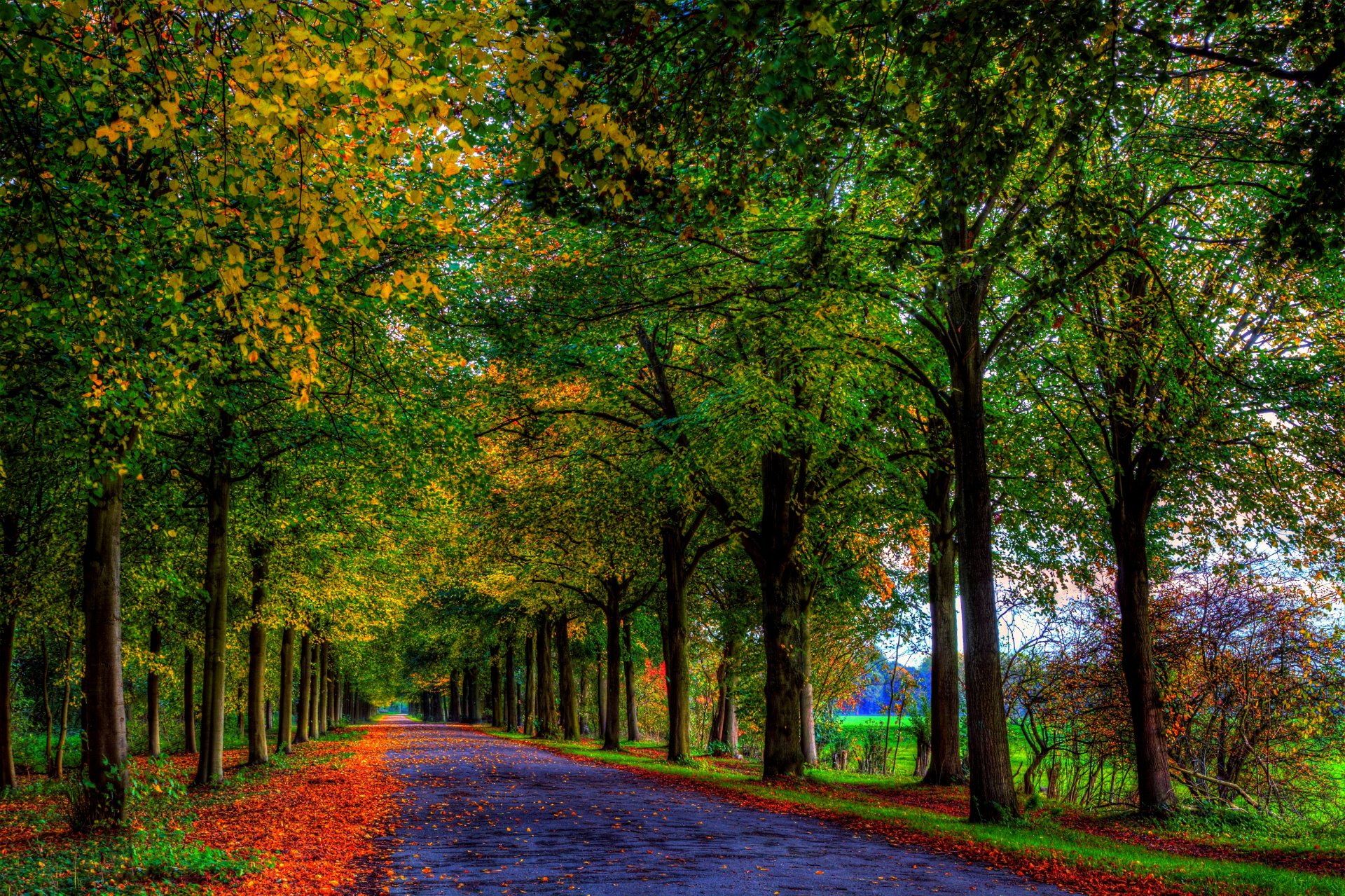 nature forêt arbres feuilles coloré route automne automne couleurs marche