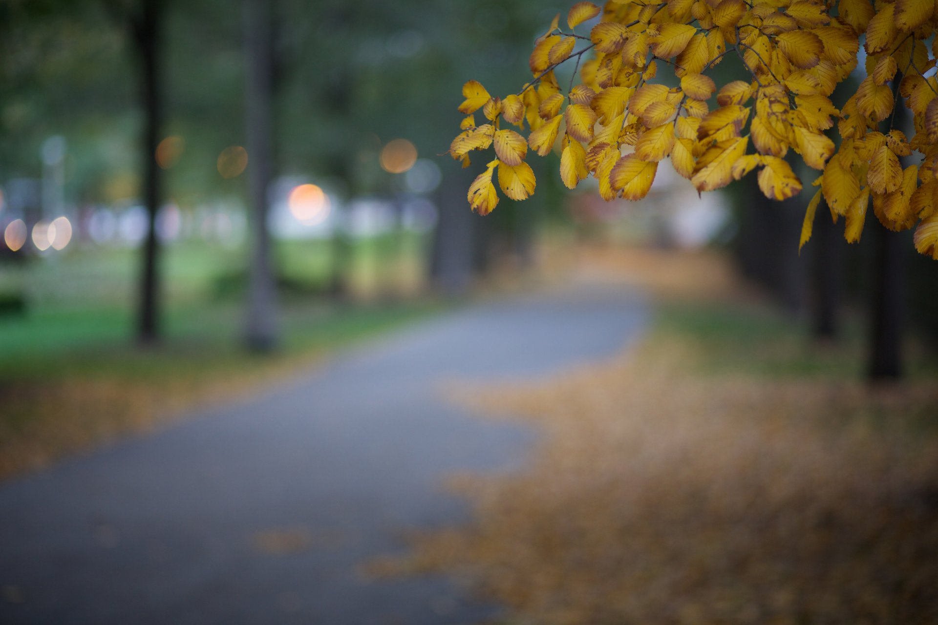 united states illinois chicago town night park autumn tree yellow leaves close up blur reflection