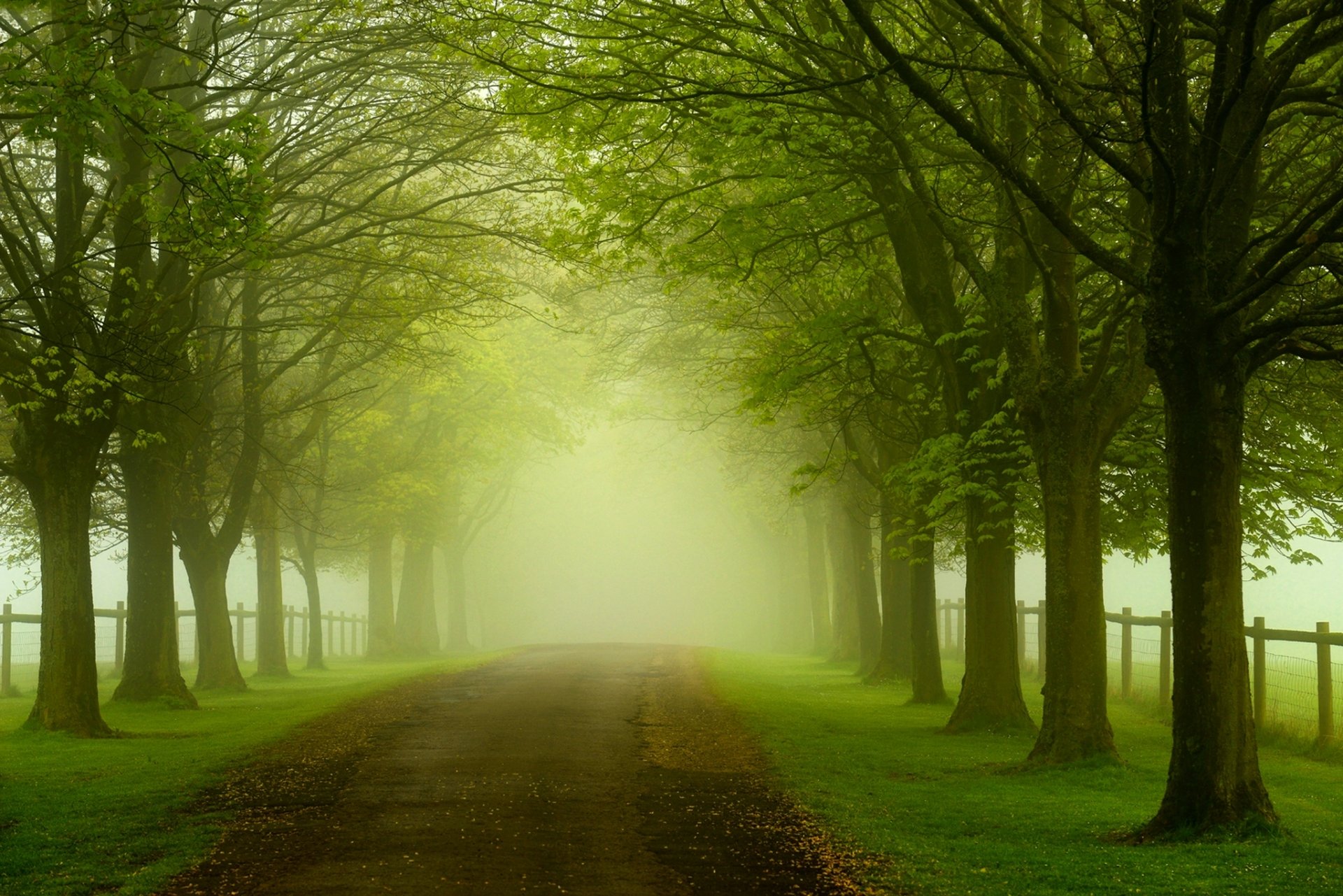 nature forest trees leaves colorful road walk