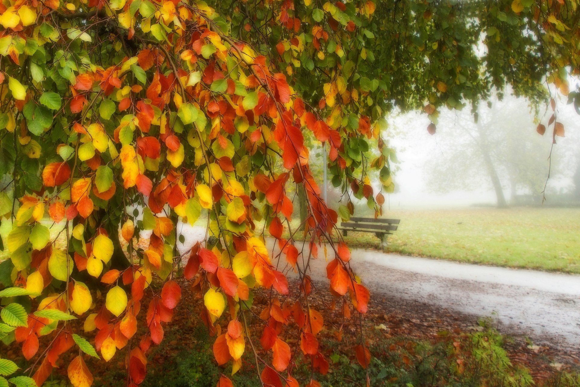 leaves trees forest park grass road colors autumn walk hdr nature bench tree