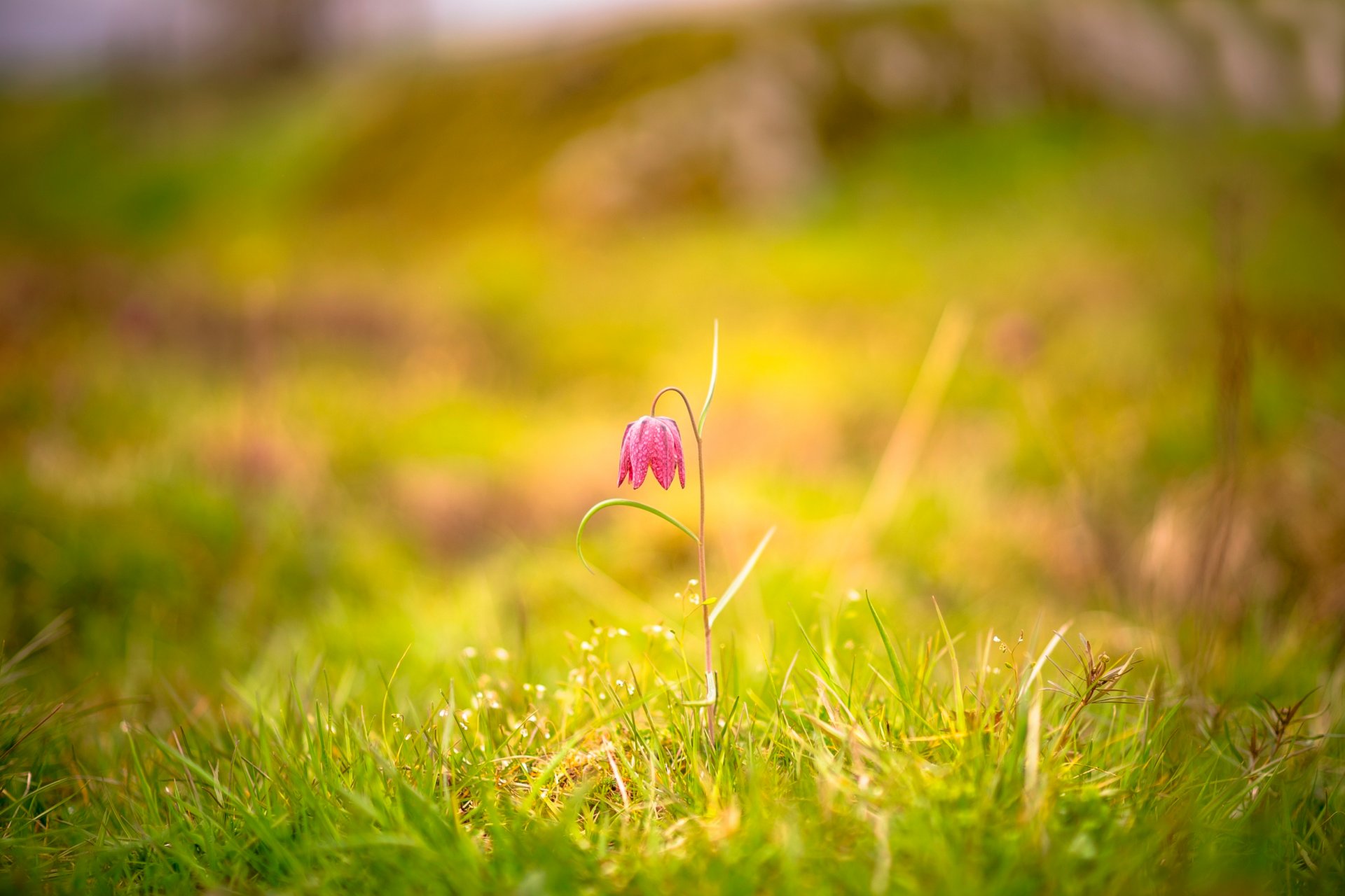 fleur herbe bokeh