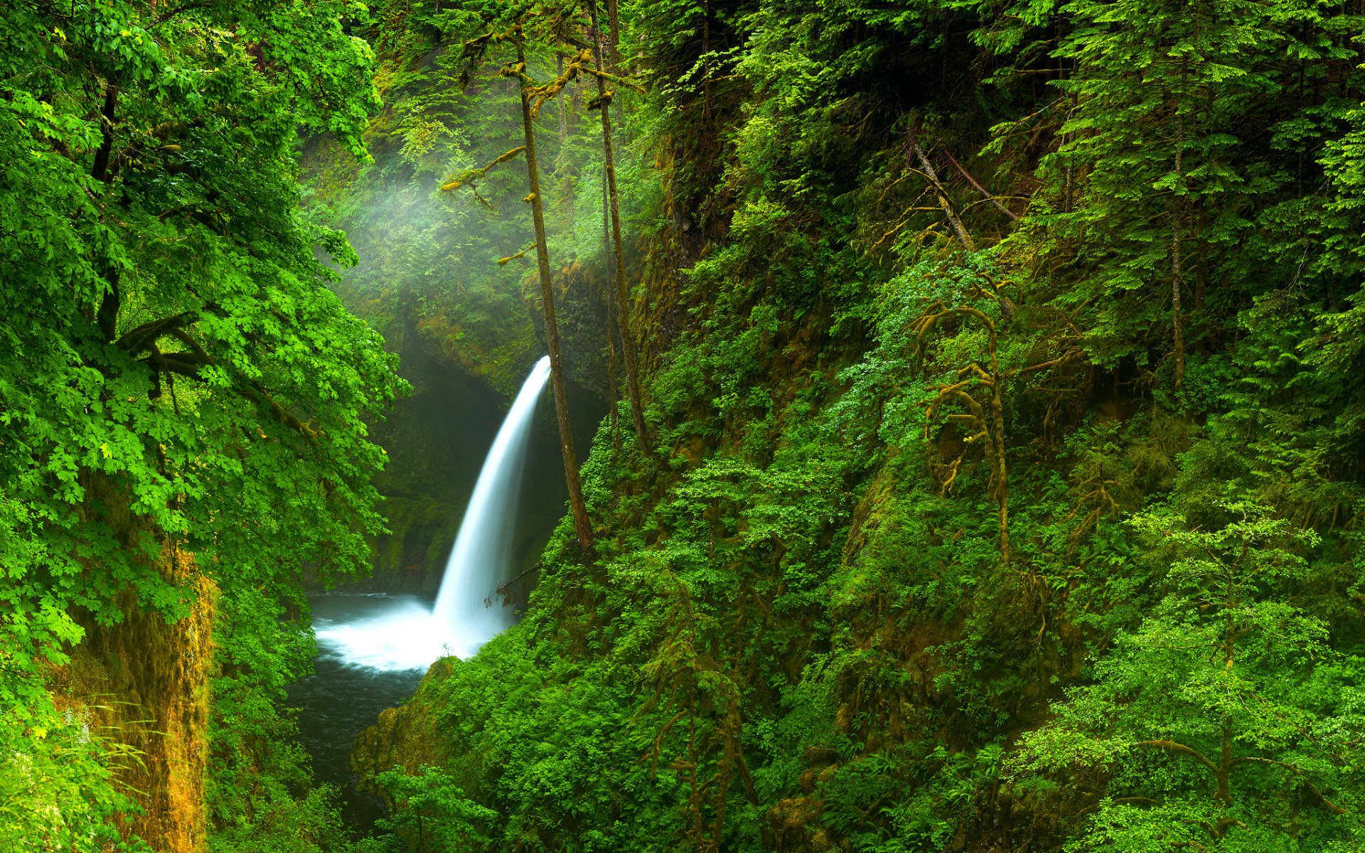 united states oregon waterfall river valley forest tree nature