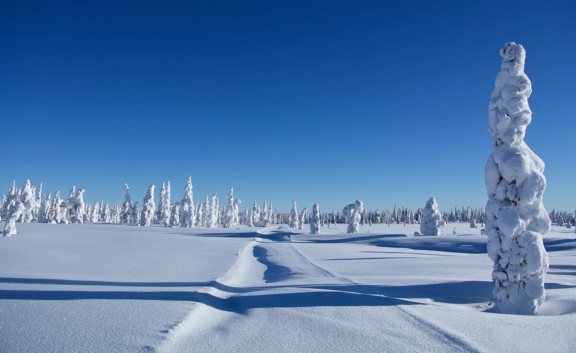 hiver congères neige arbres