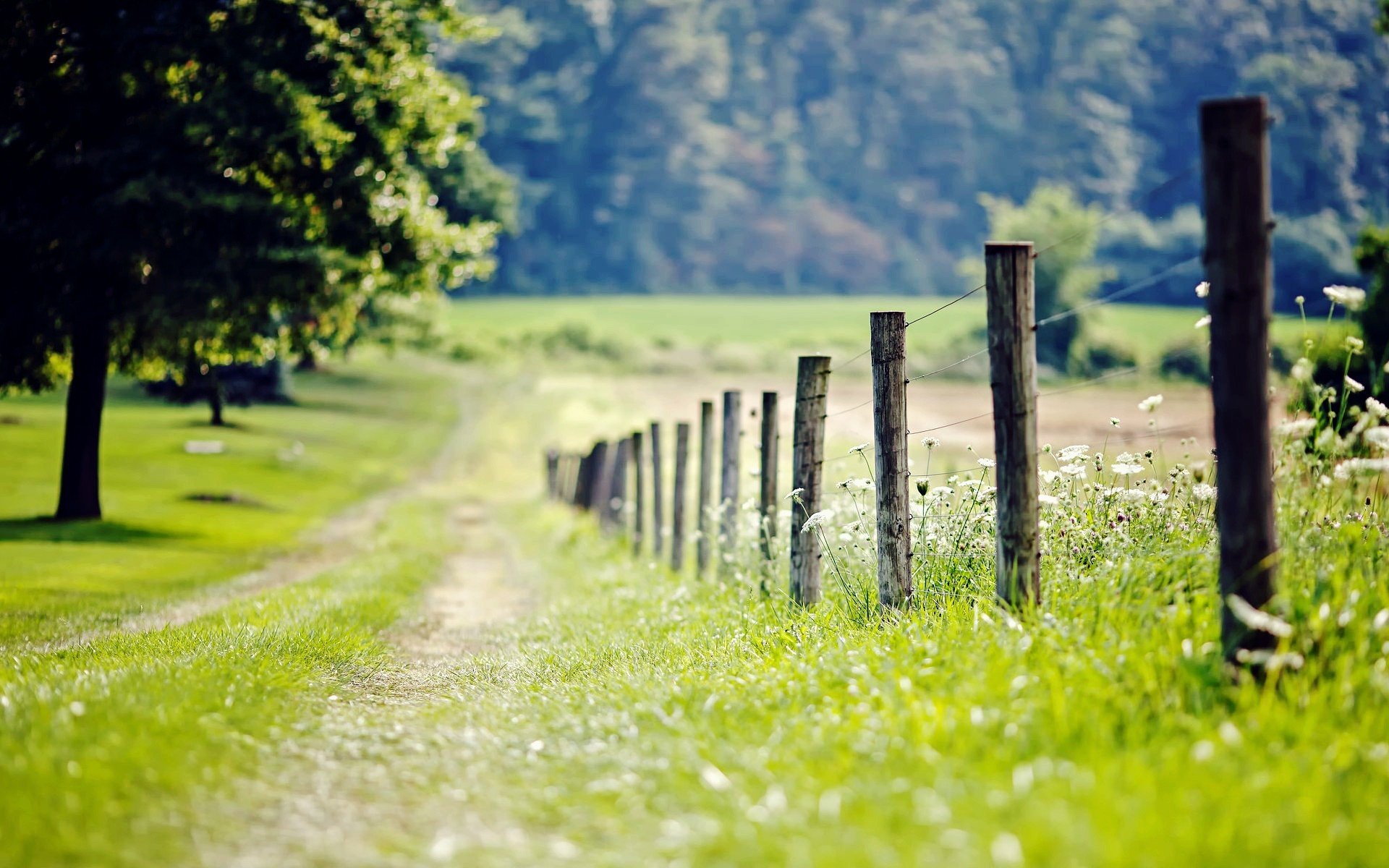 nature fence fence fence meadow grass greenery tree trees foliage leaves flowers flowers day path blur background wallpaper widescreen fullscreen widescreen