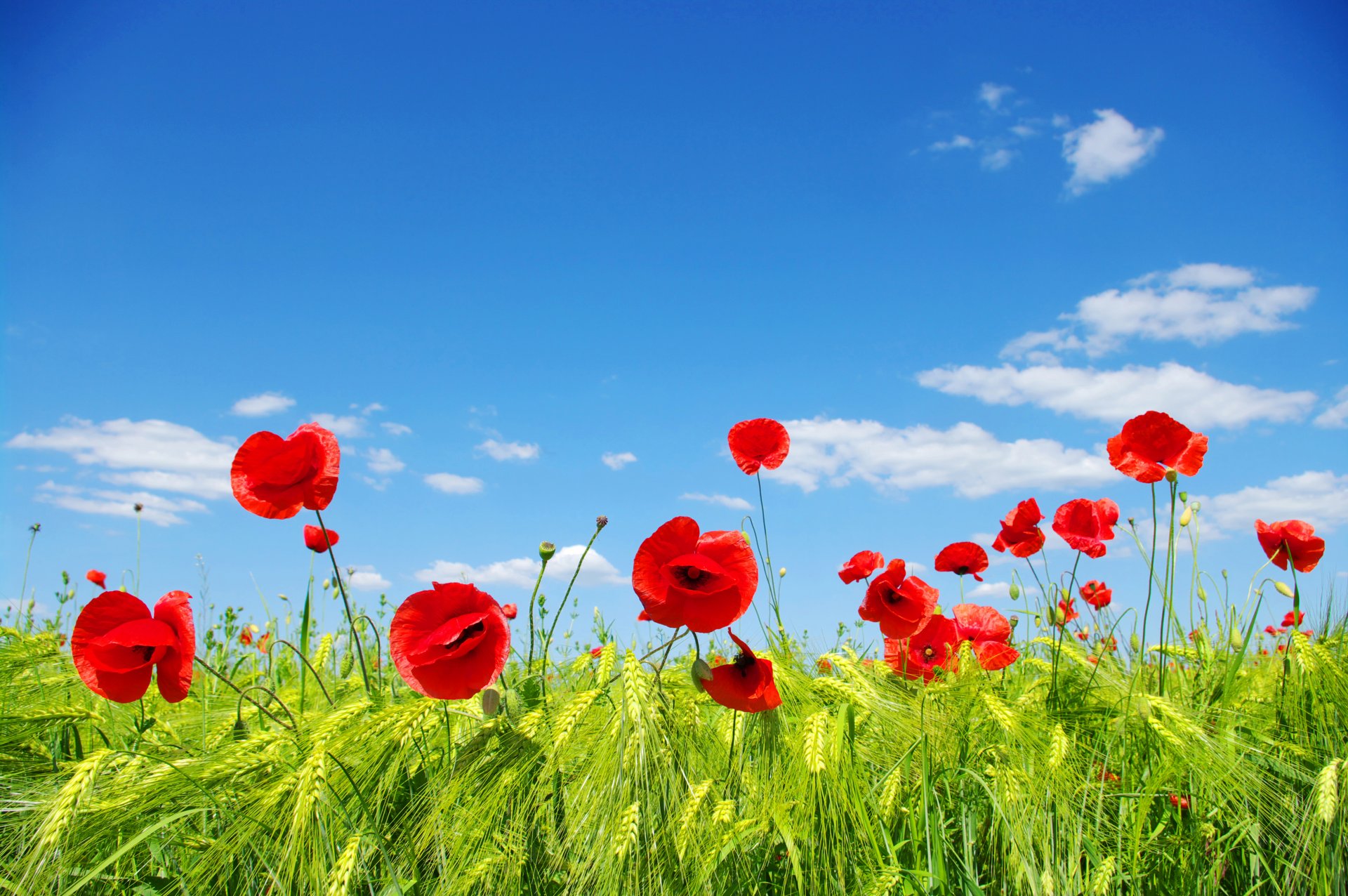 ky clouds the field meadow poppies ears flower petal