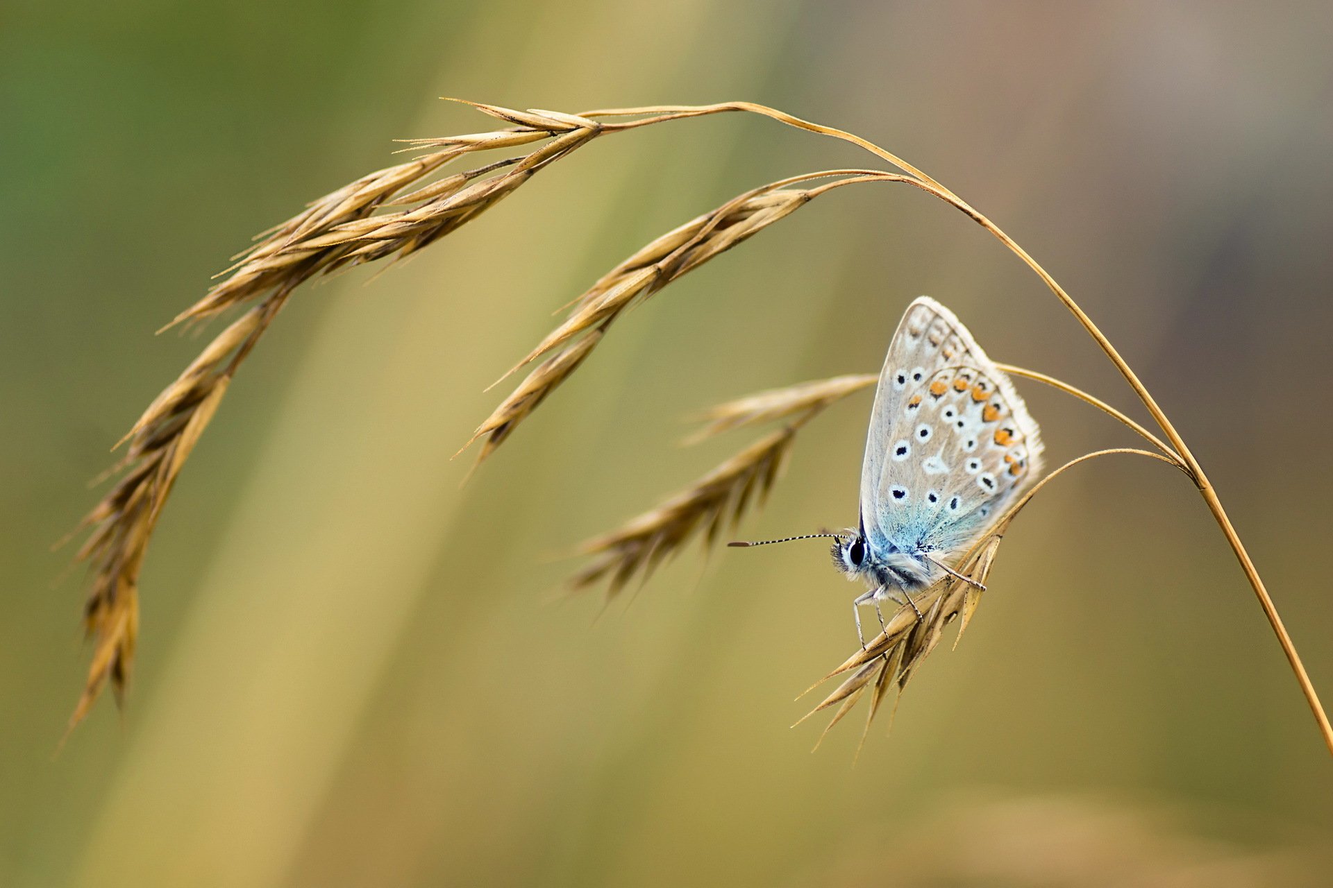 butterfly grass close up nature summer