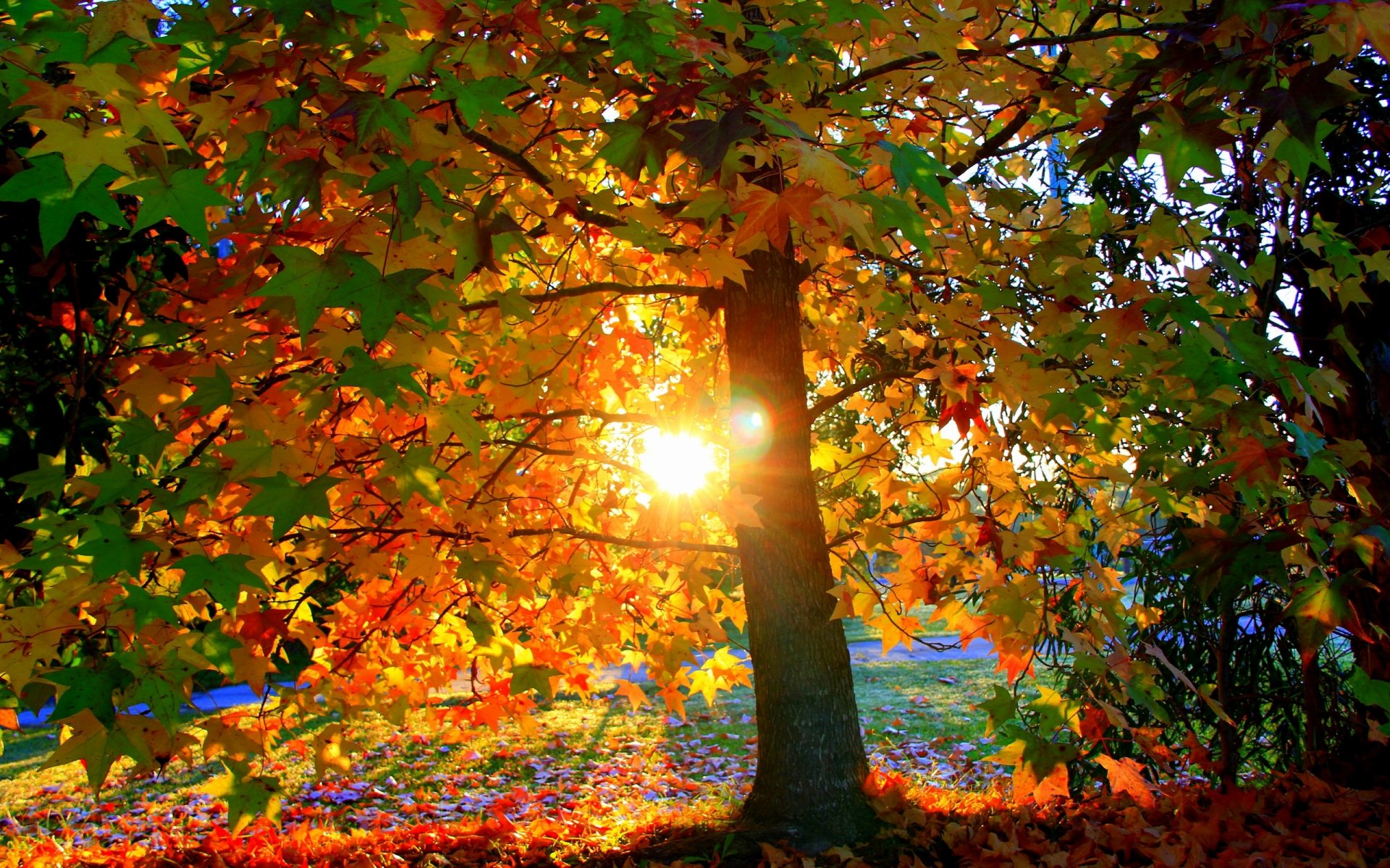 tree leaves light autumn sun sunset foliage park