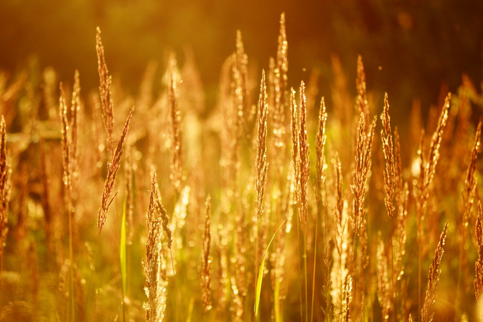 ears summer nature sunset sun