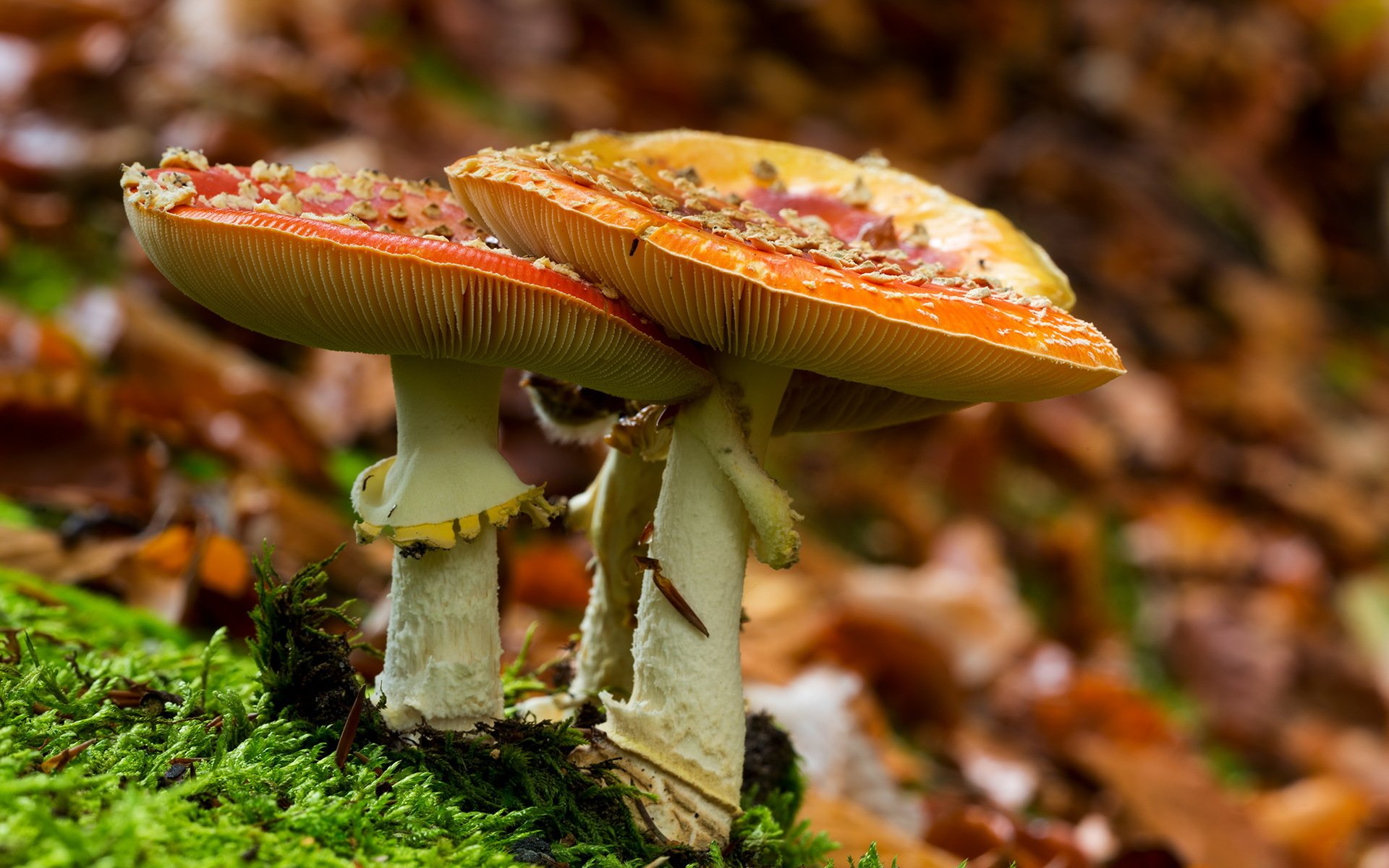 champignons nature forêt