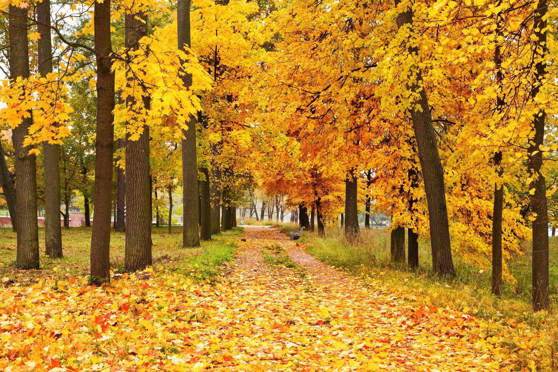 automne feuilles forêt arbres