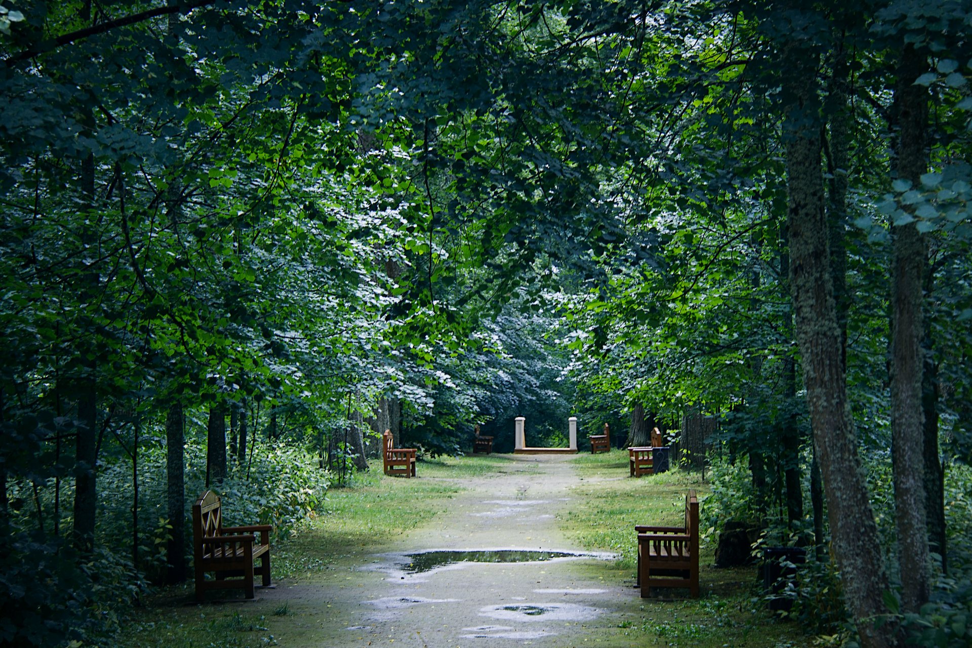 nach regen pfützen reflexion bänke park bäume