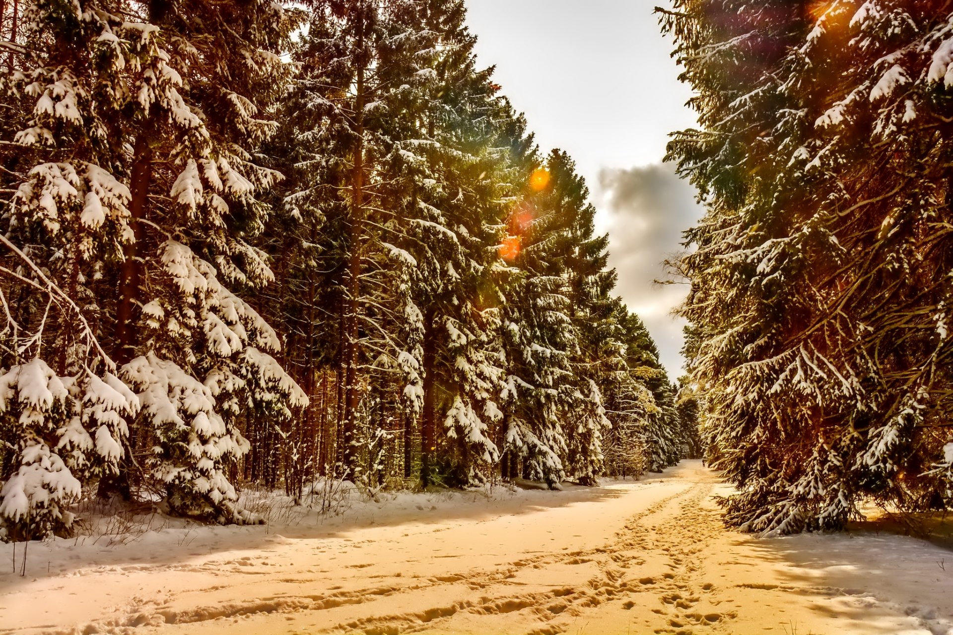 paesaggio inverno neve alberi foresta sentieri