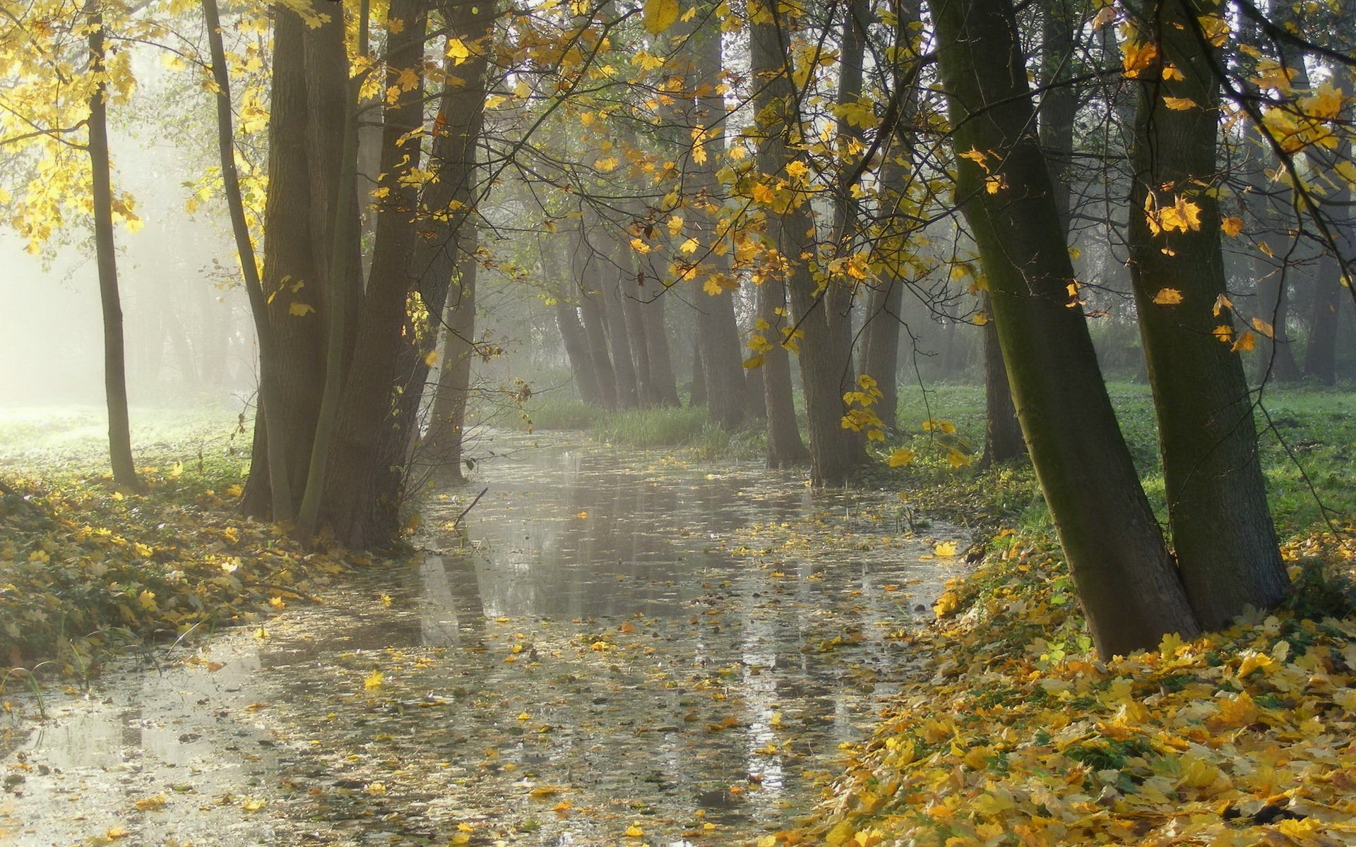 park herbst nebel blätter natur