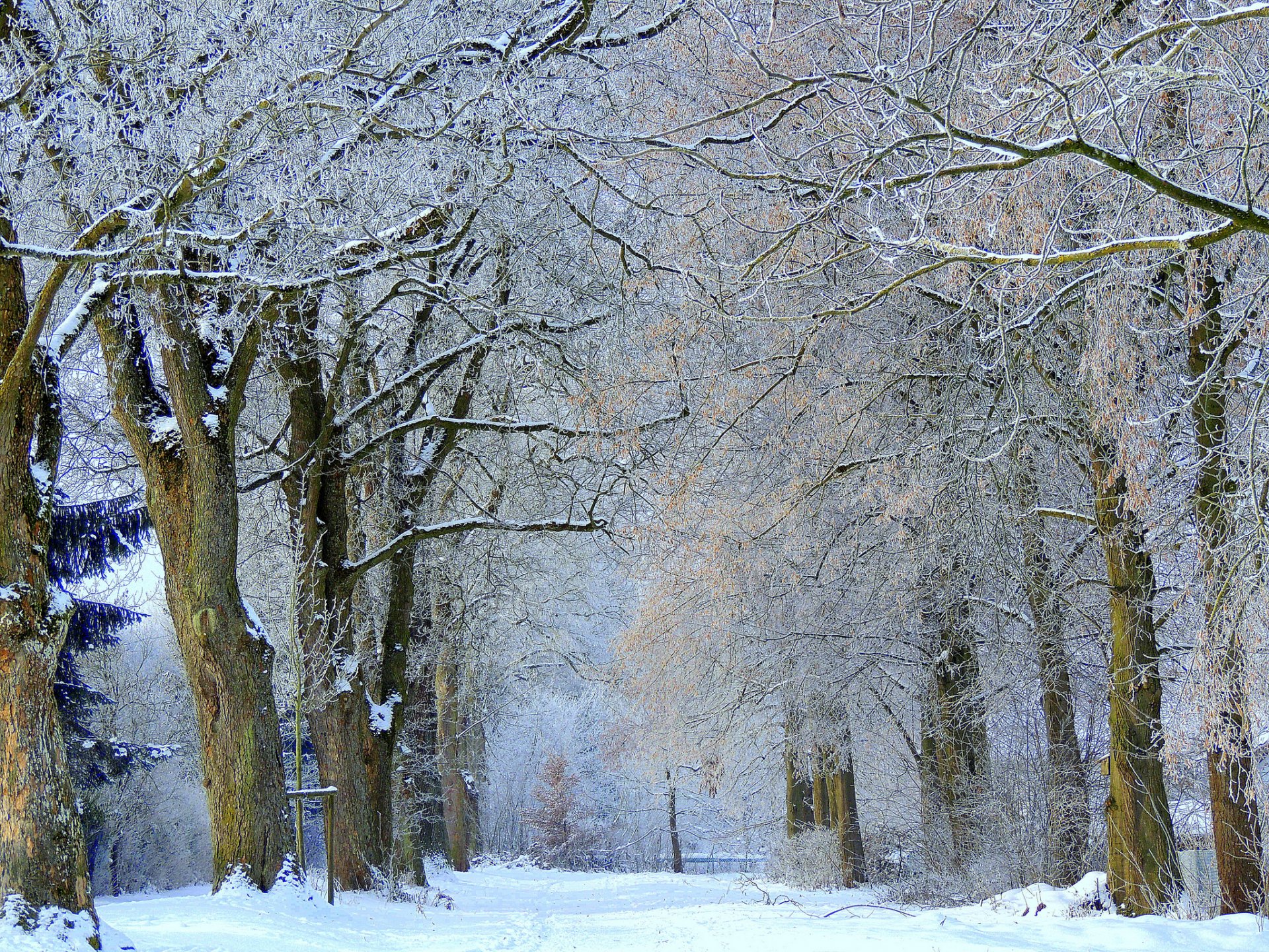 winter snow tree frost alley