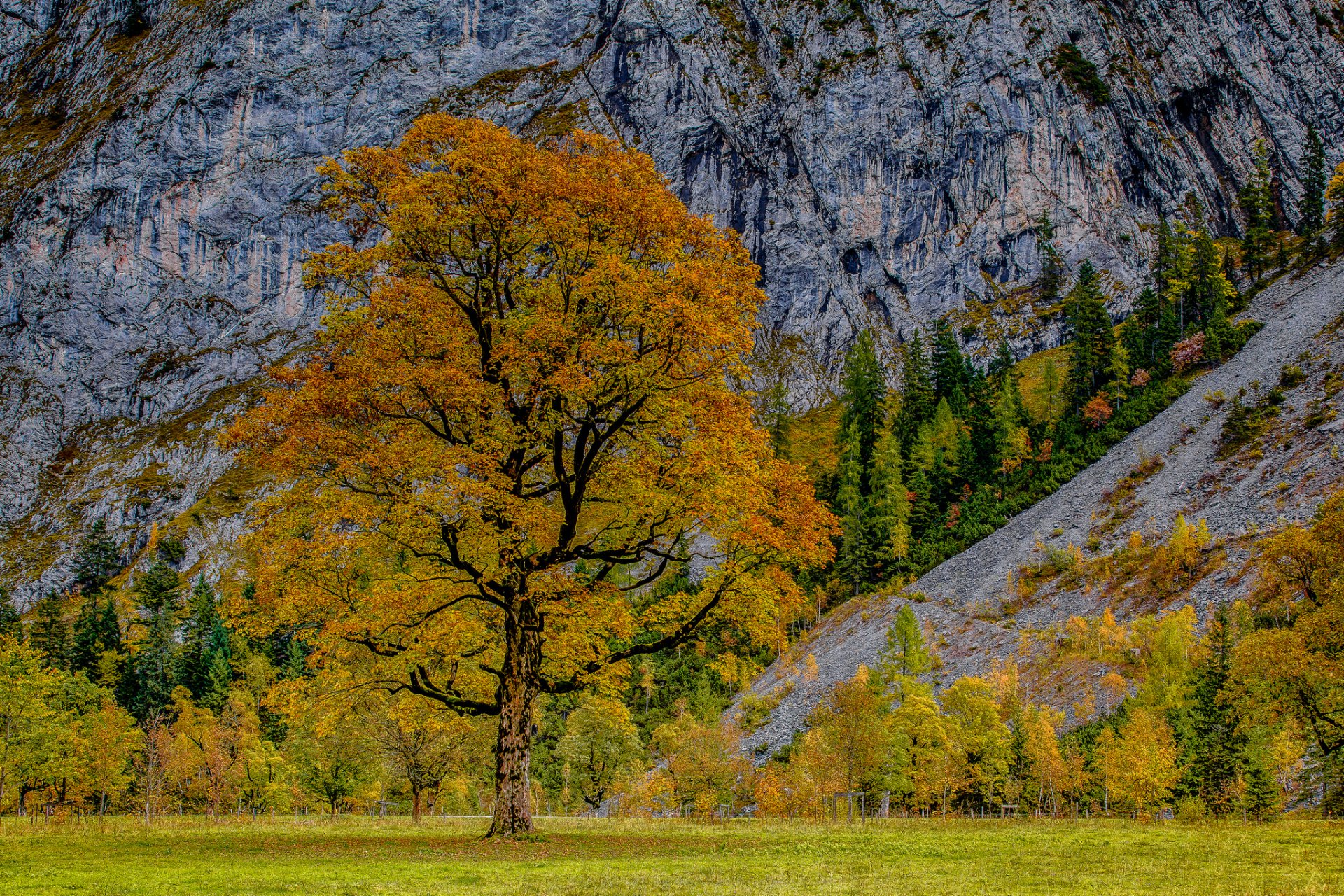 karwendel austria alps autumn tree