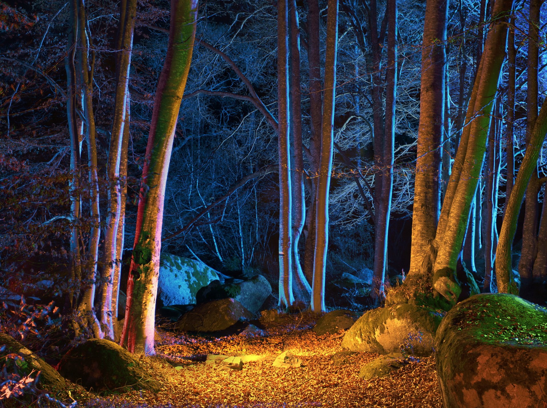 las jesień drzewa noc liście natura zdjęcia