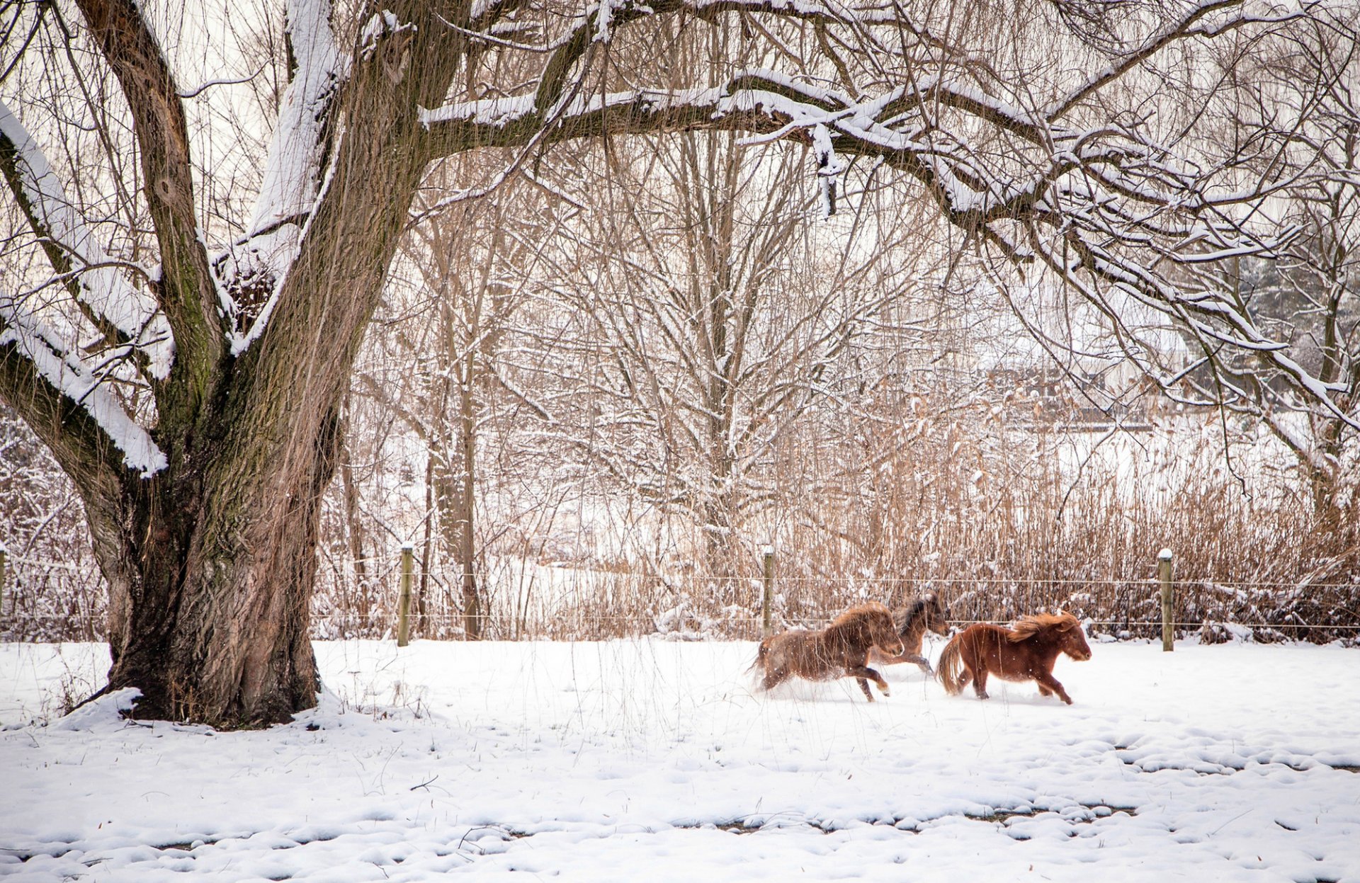 winter natur bäume zweige tiere pferde pferde zaun schnee