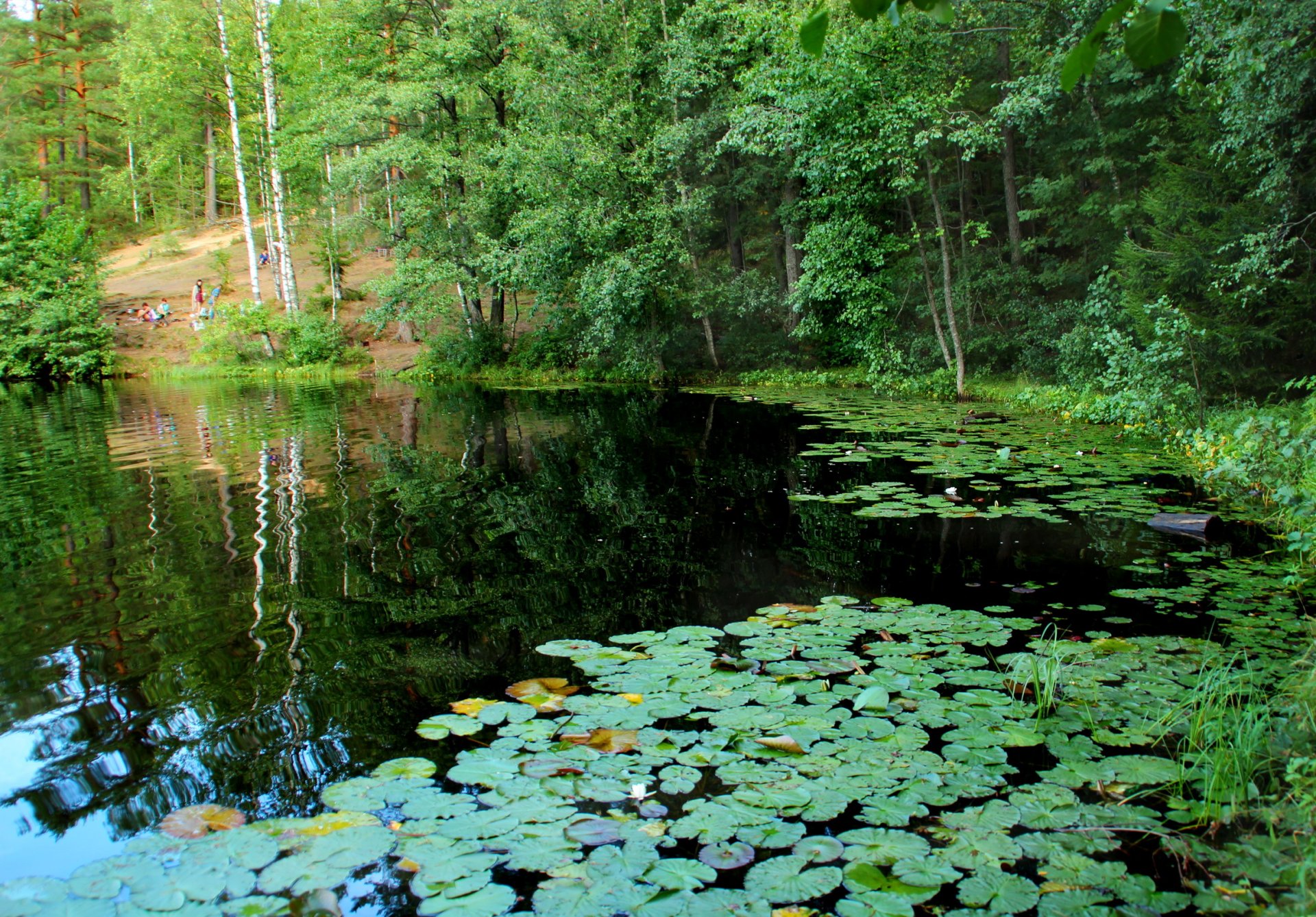 jezioro sankt petersburg lilie wodne rosja drużynowe komarowo natura zdjęcia