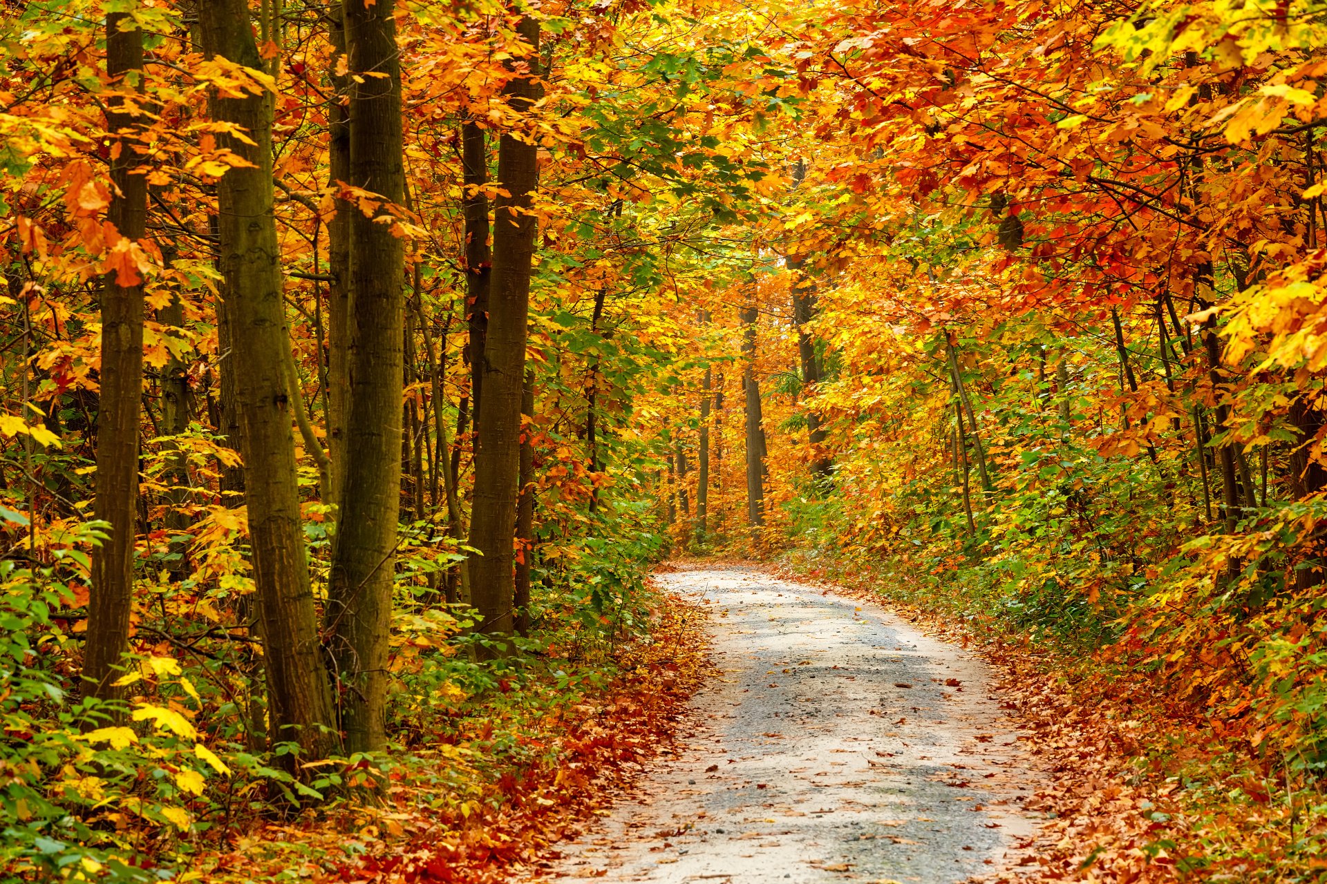 natur herbst jahreszeit bäume straße herbstsaison