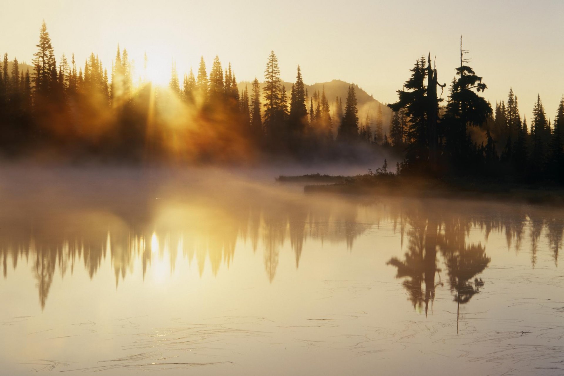 river tree fog dawn