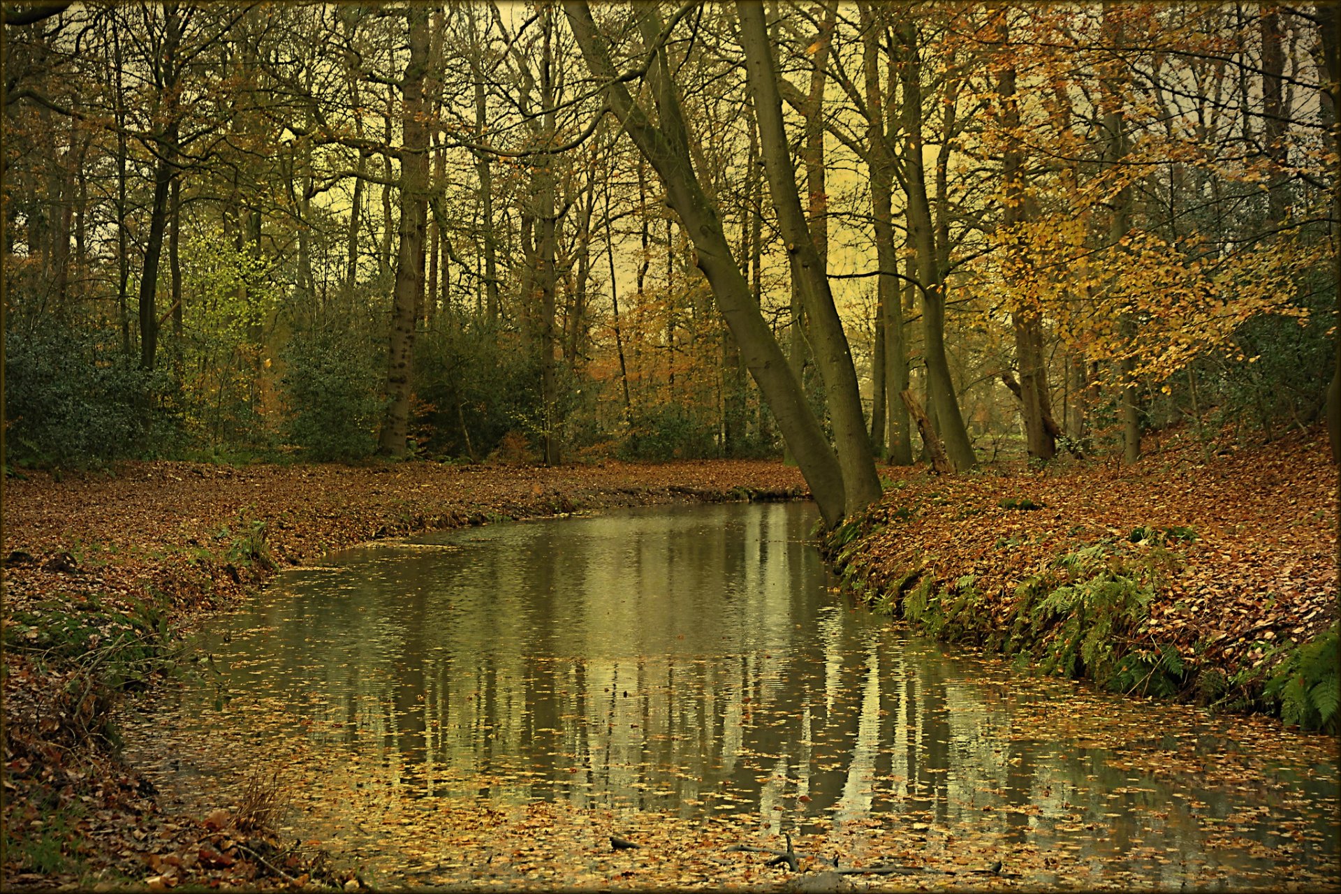 forest river autumn