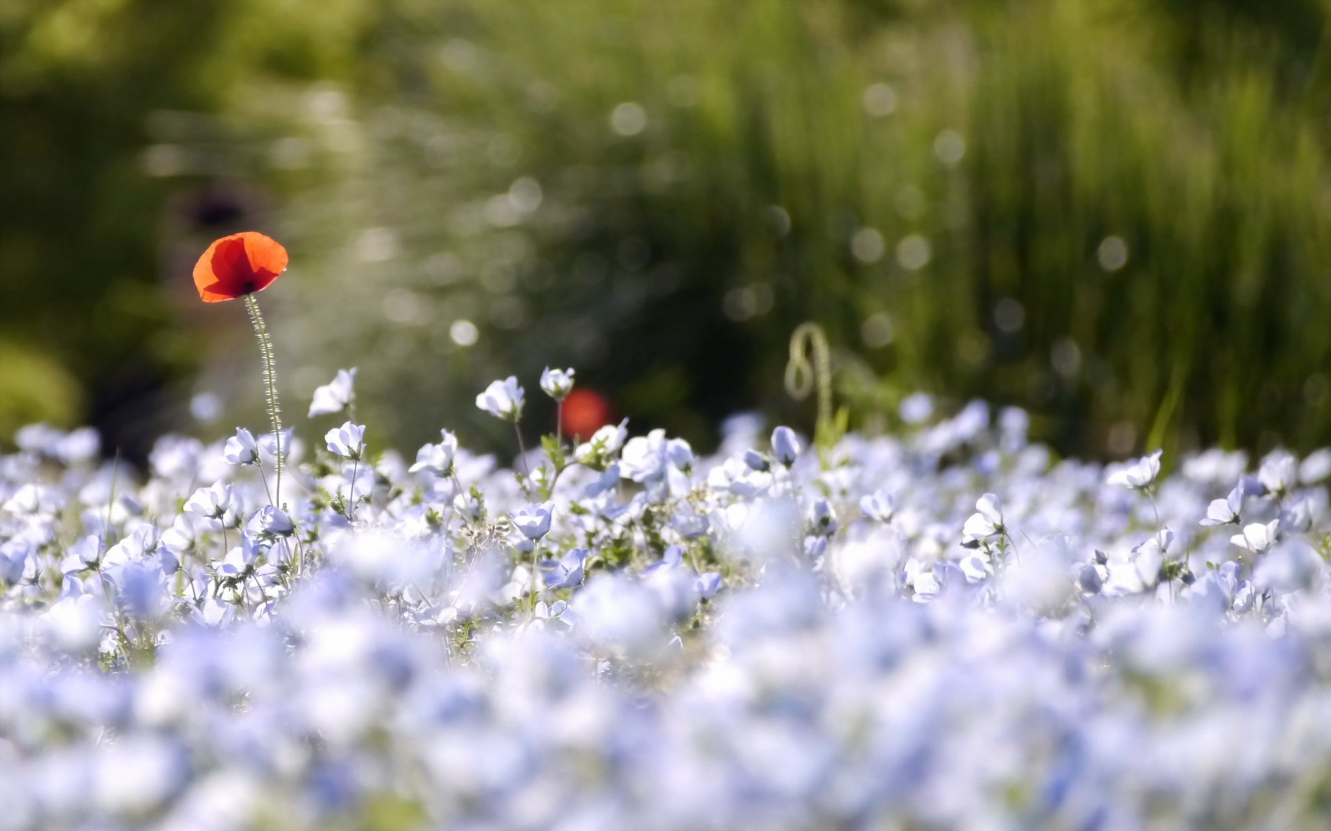 flower poppies nature background