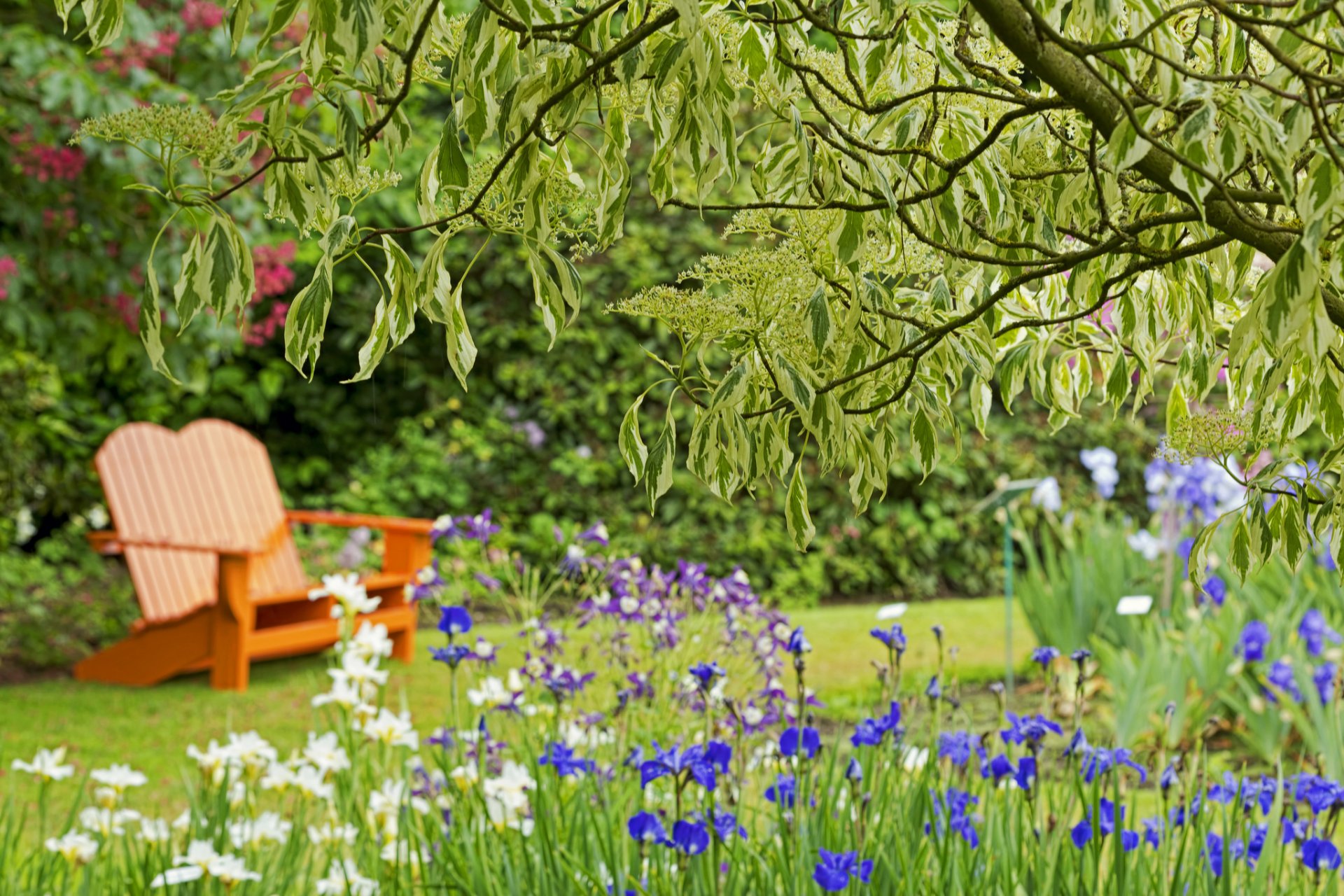 parco albero fiori iris panchina bokeh