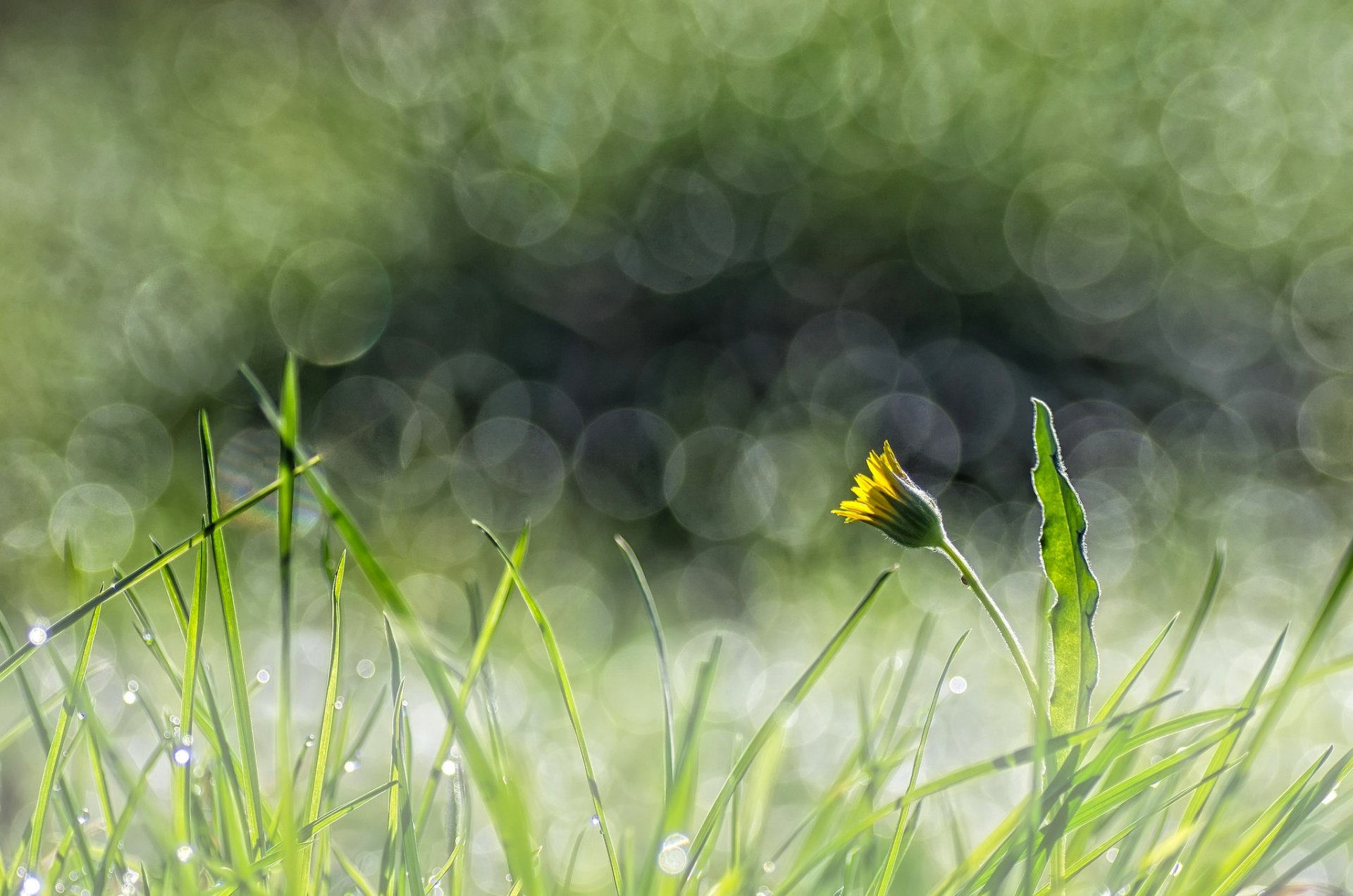 herbe fleur jaune pissenlit éblouissement