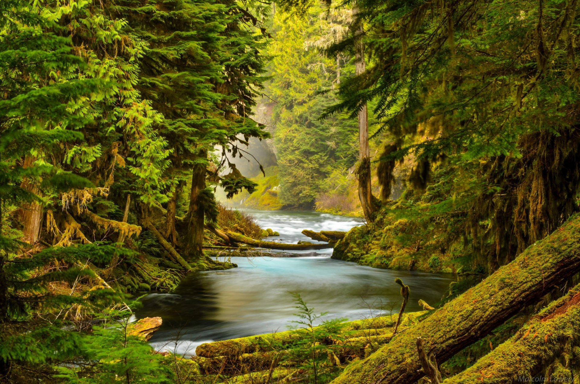 rivière mackenzie oregon forêt rivière nature arbres pierres mousse