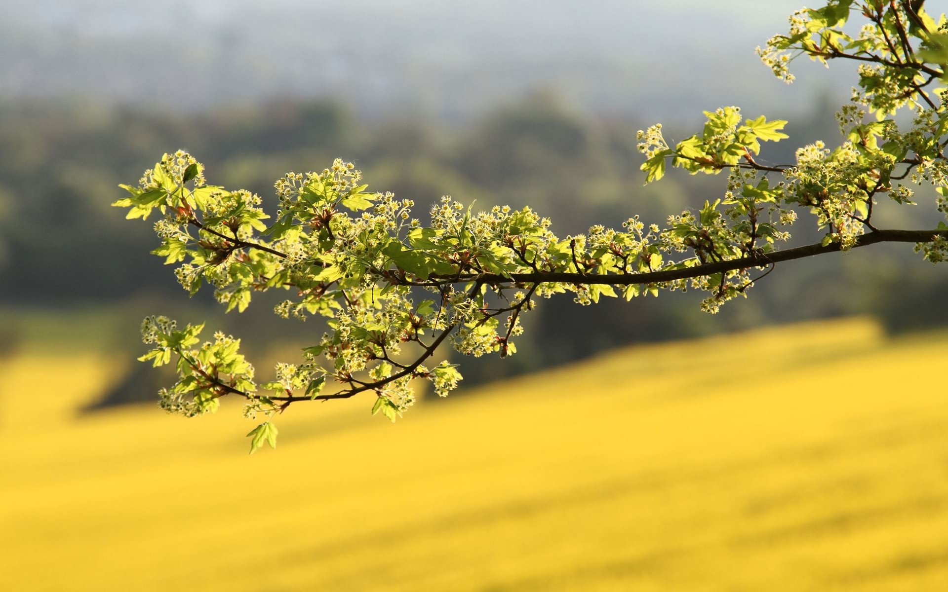 zweig grüns makro licht sommer