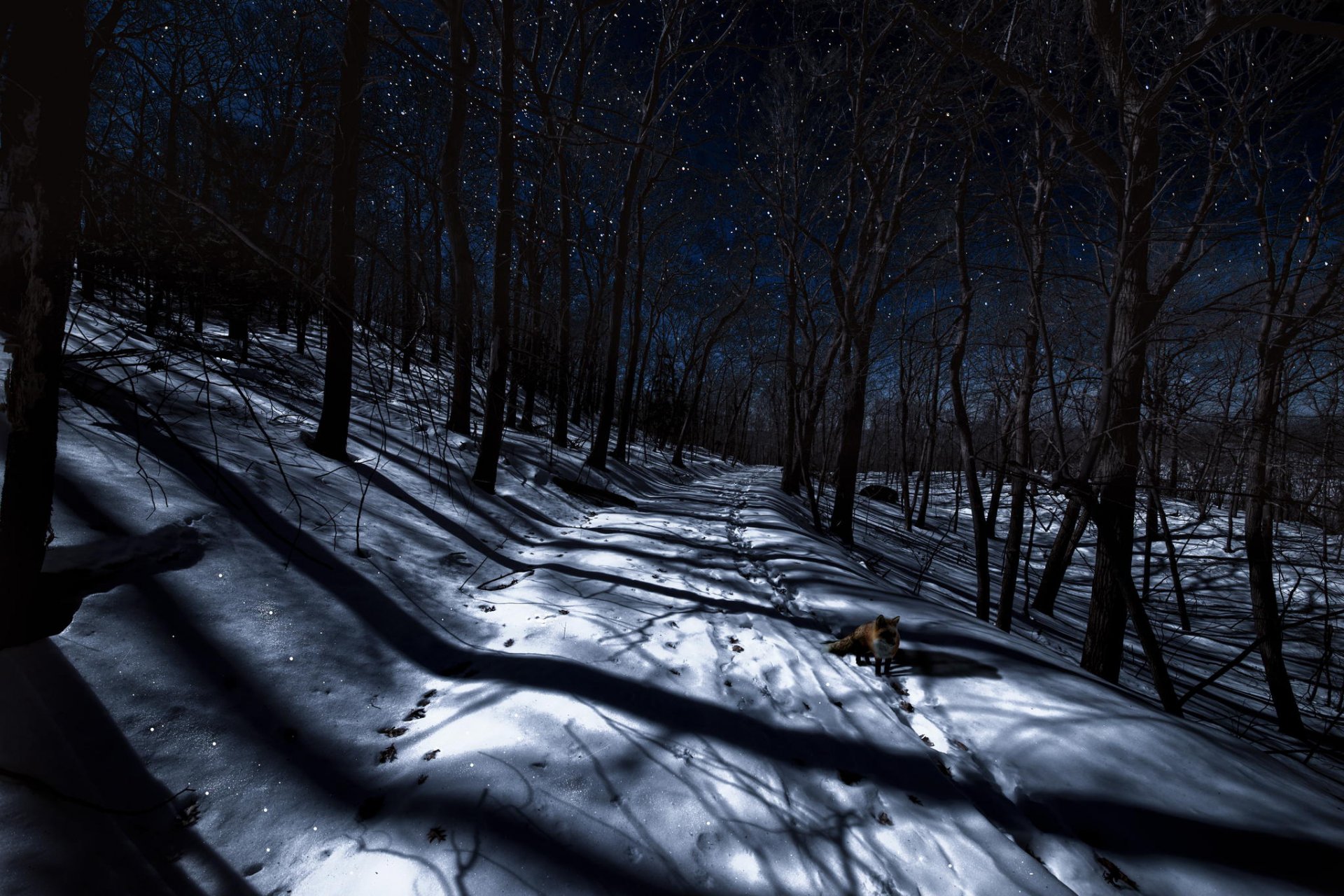 hiver nuit forêt renard