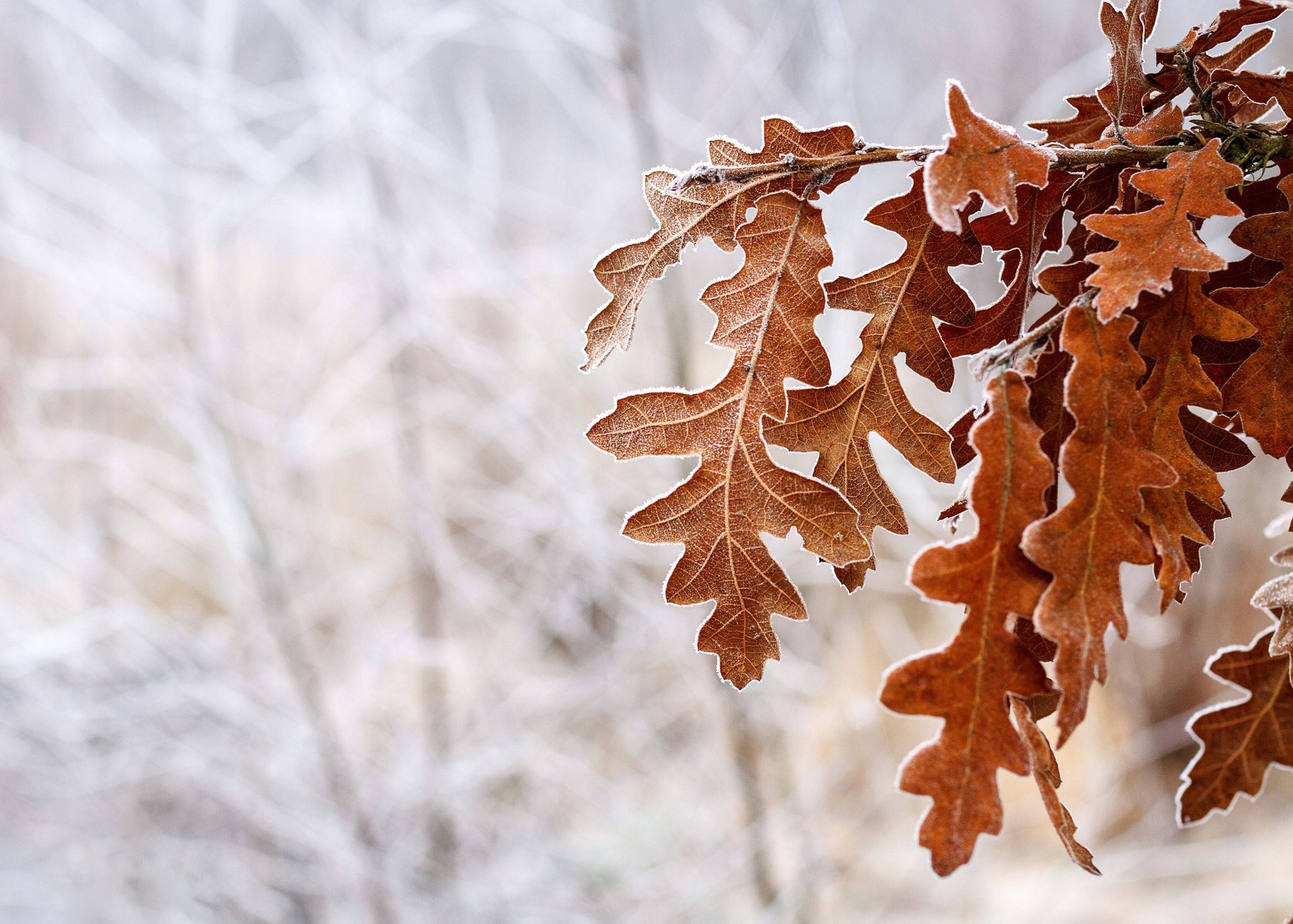 madera roble hojas marrón escarcha nieve invierno frío estación en el bosque