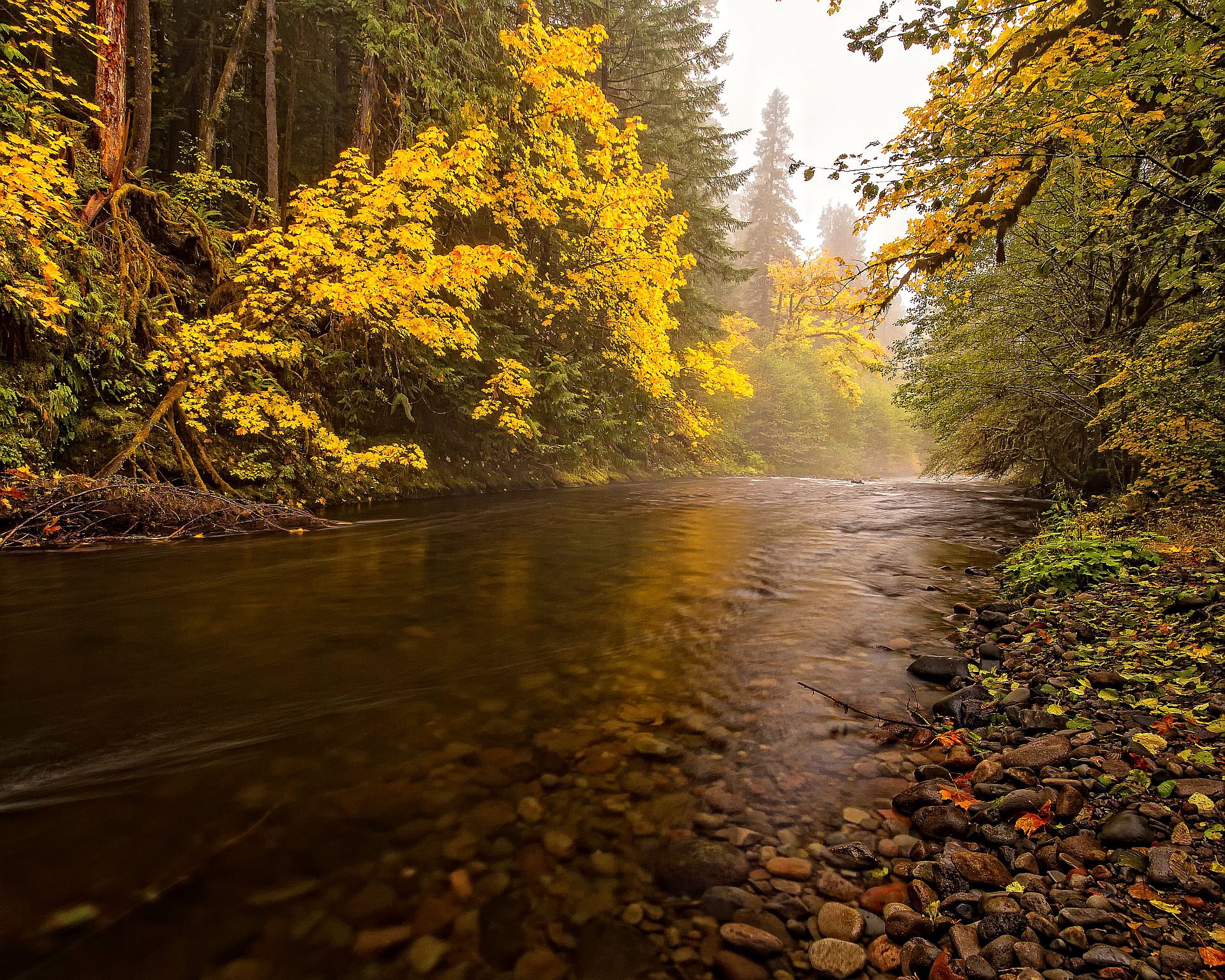 cielo bosque árboles río piedras otoño